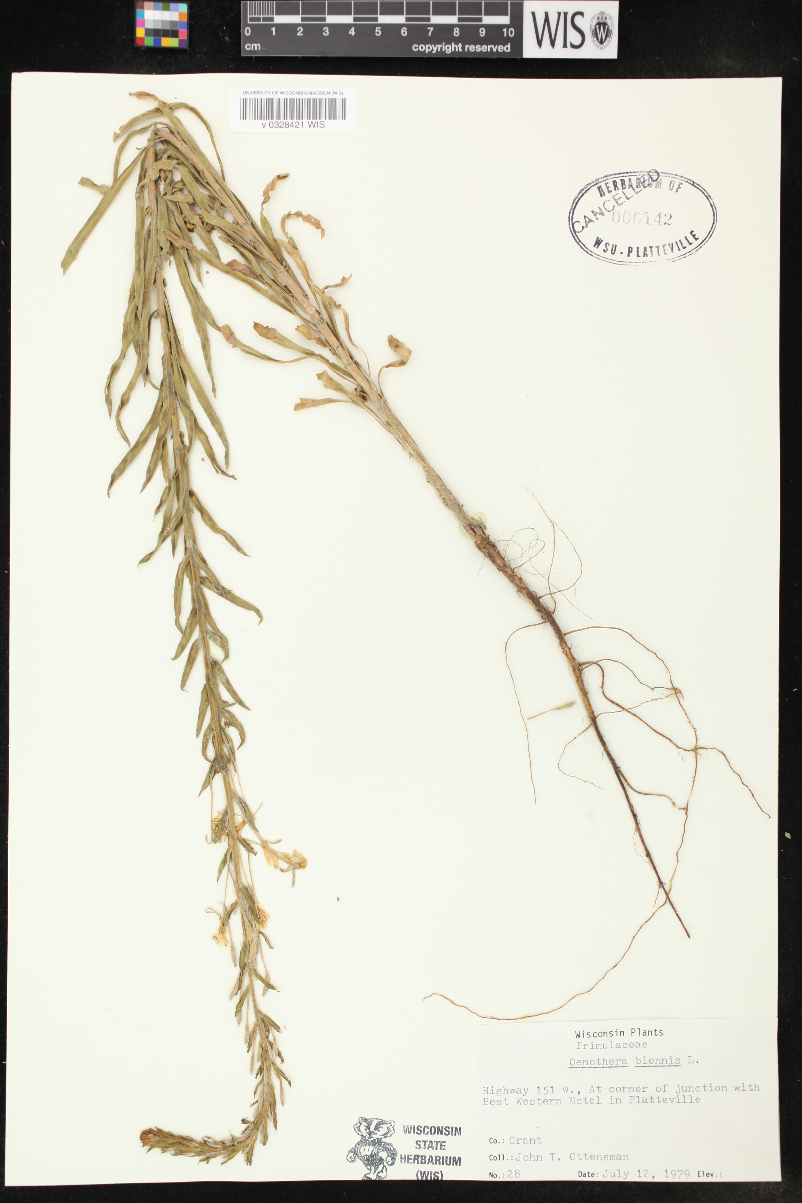 Oenothera biennis image