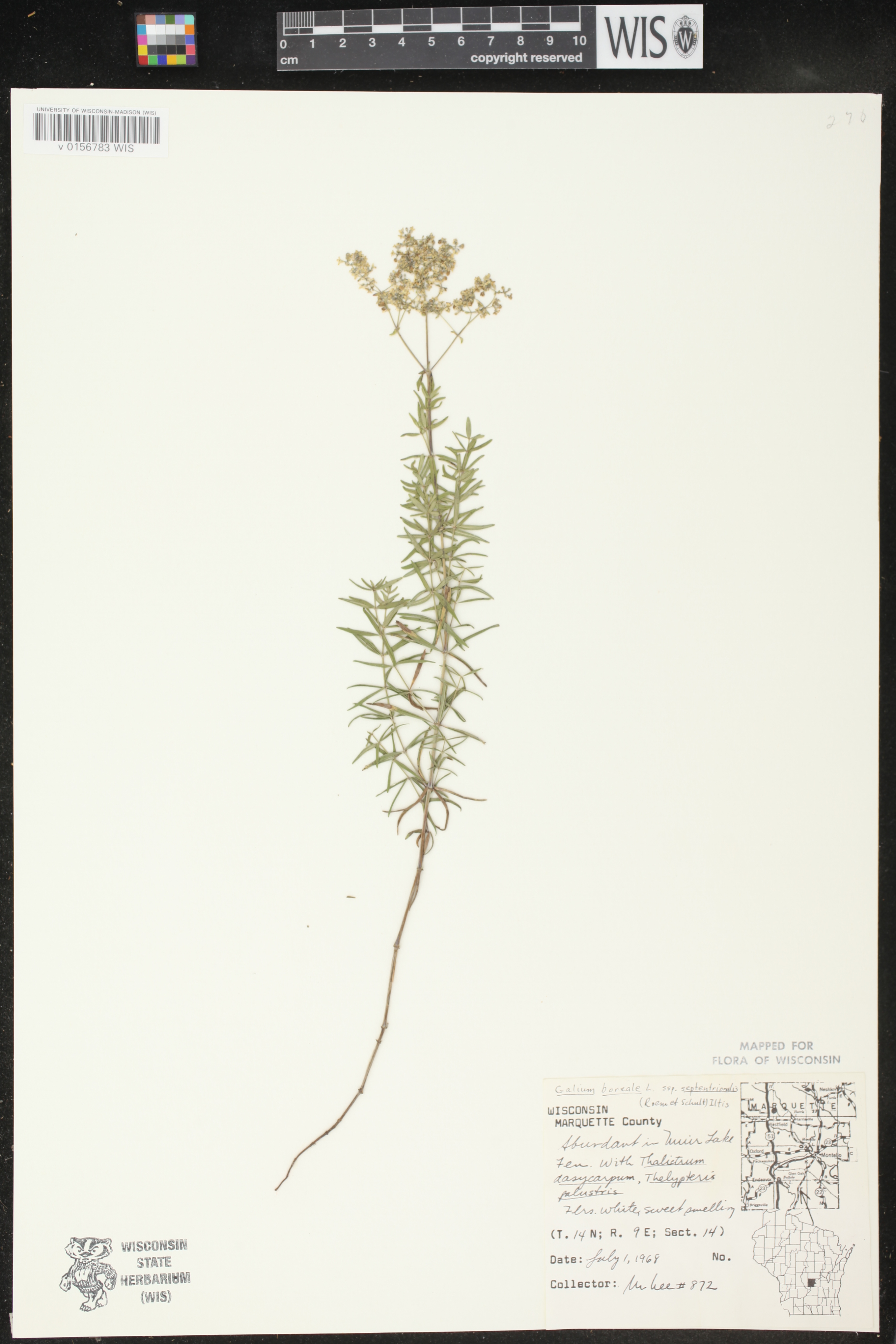 Galium boreale image