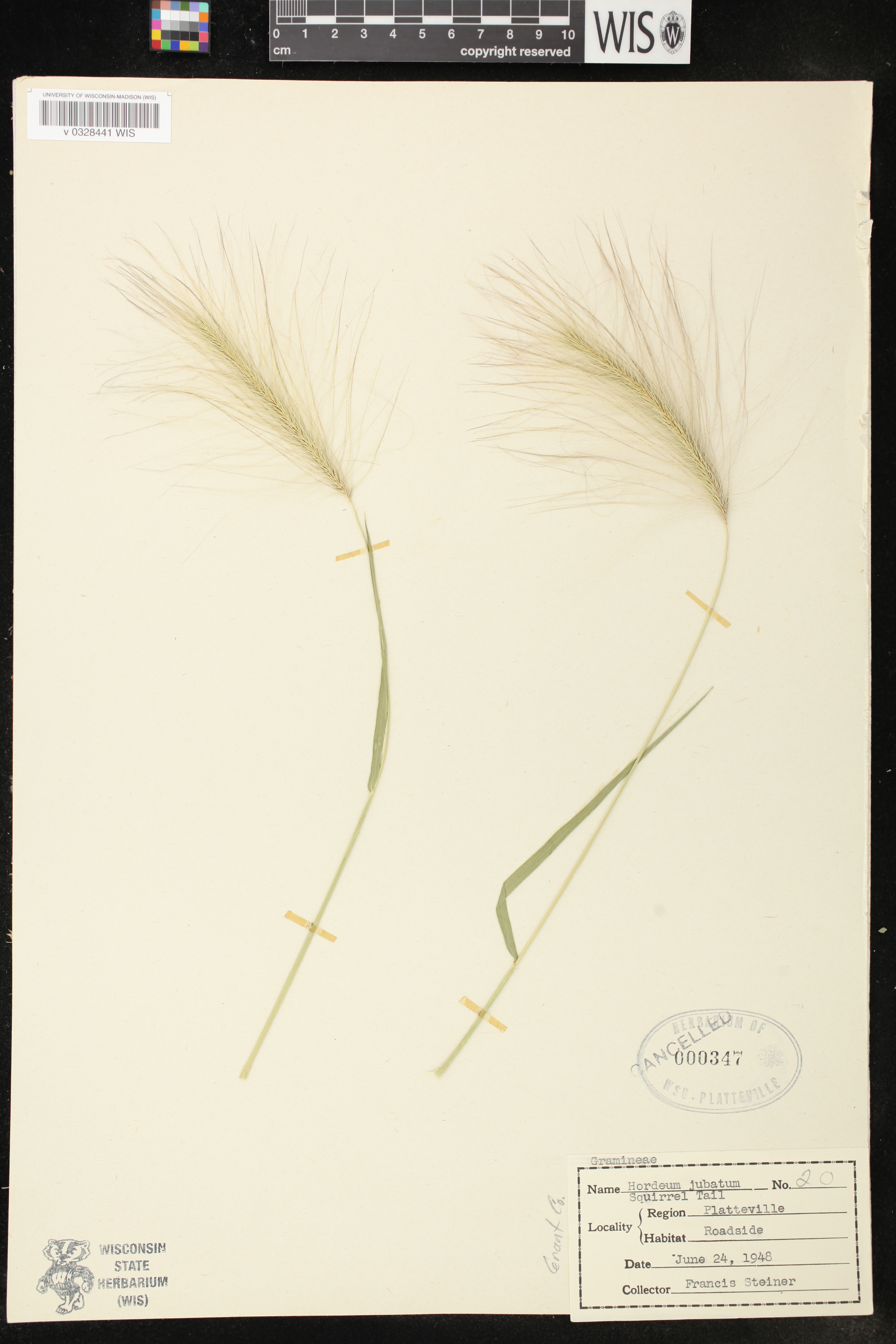 Hordeum jubatum image