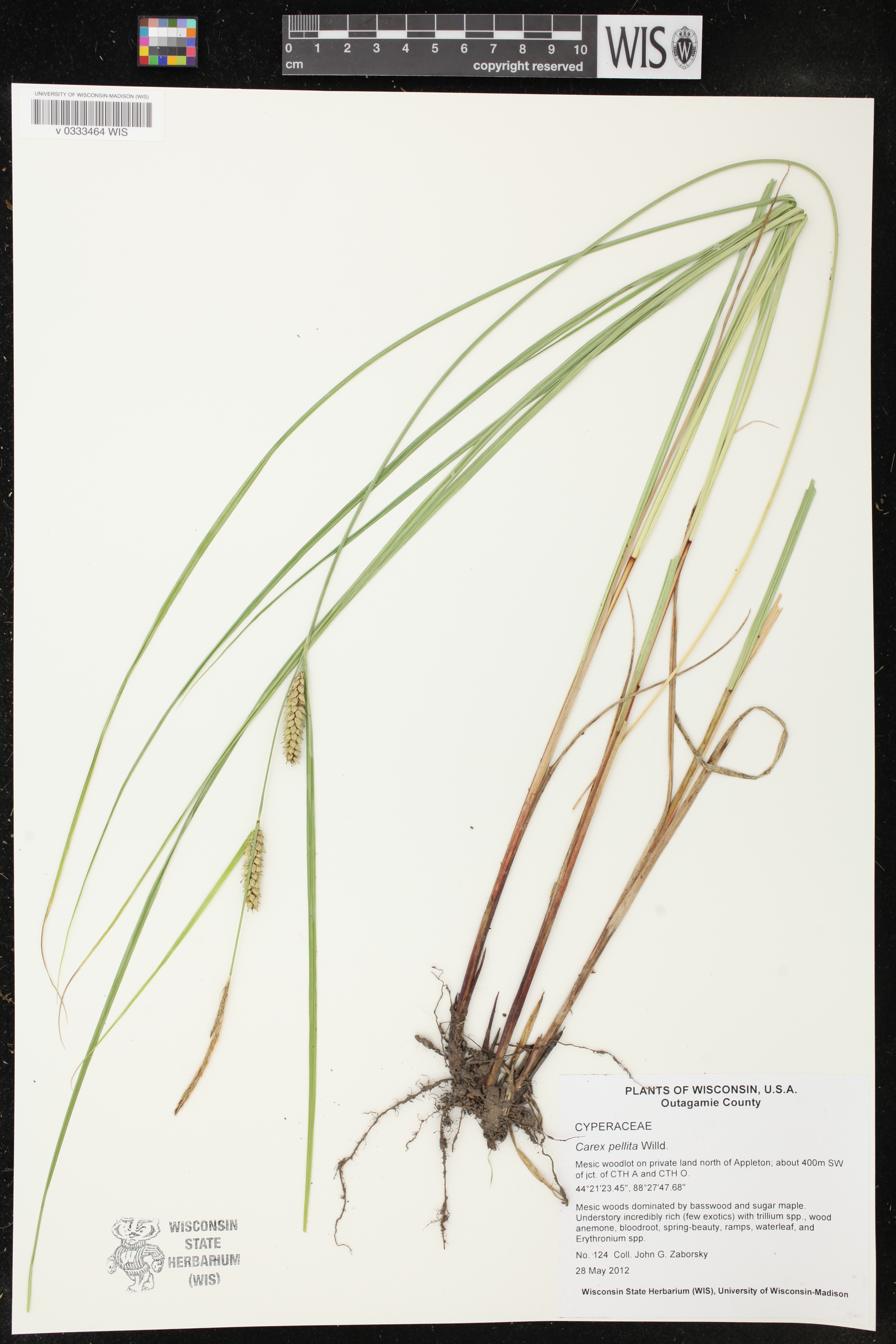 Carex pellita image
