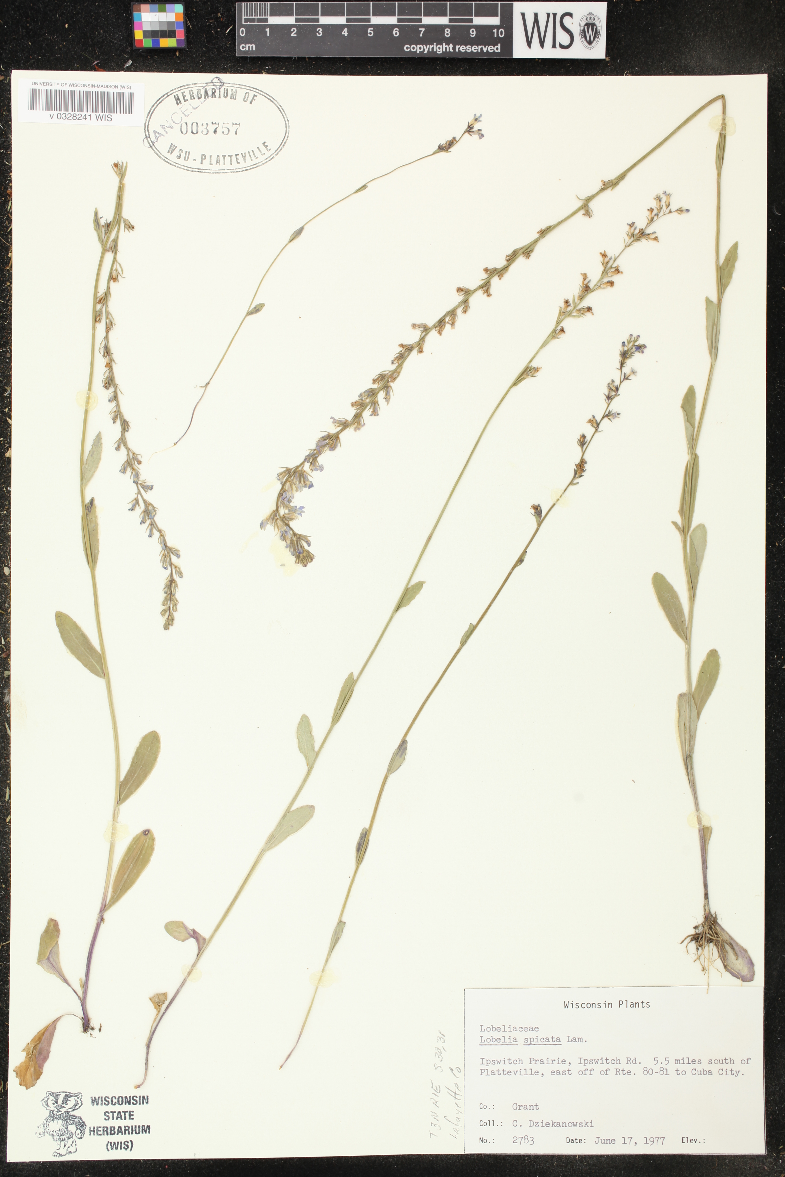 Lobelia spicata image