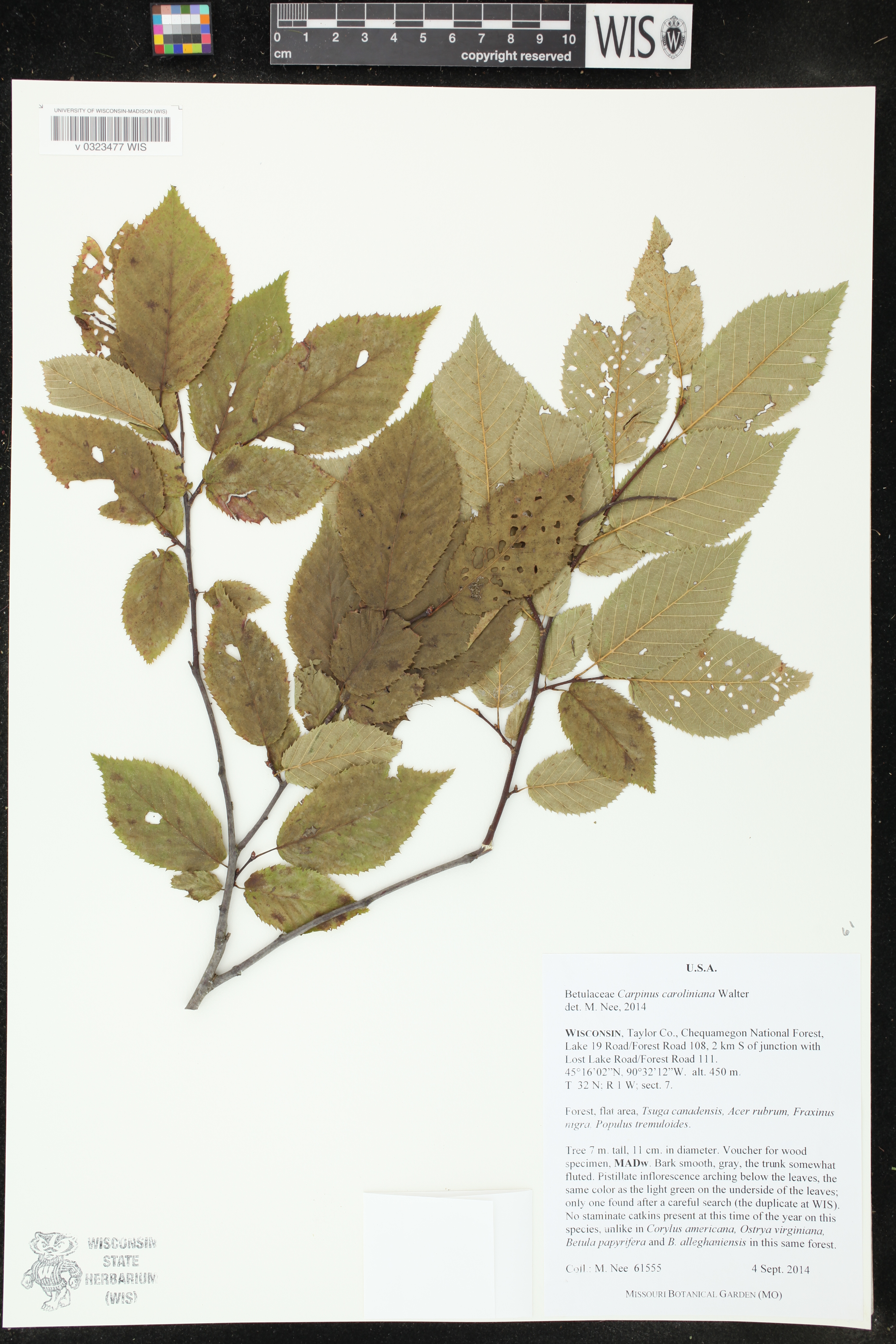 Carpinus caroliniana image