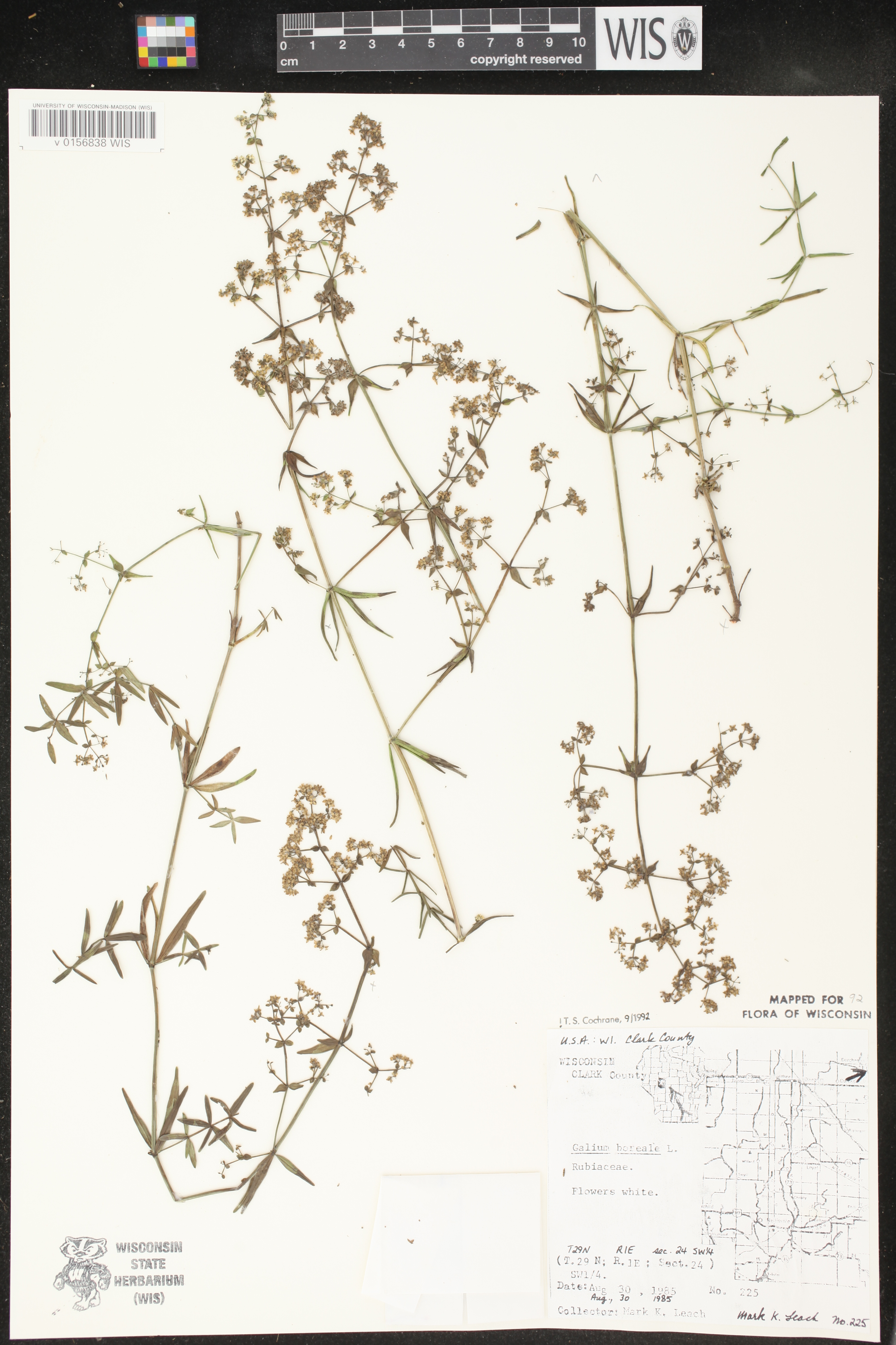 Galium boreale image