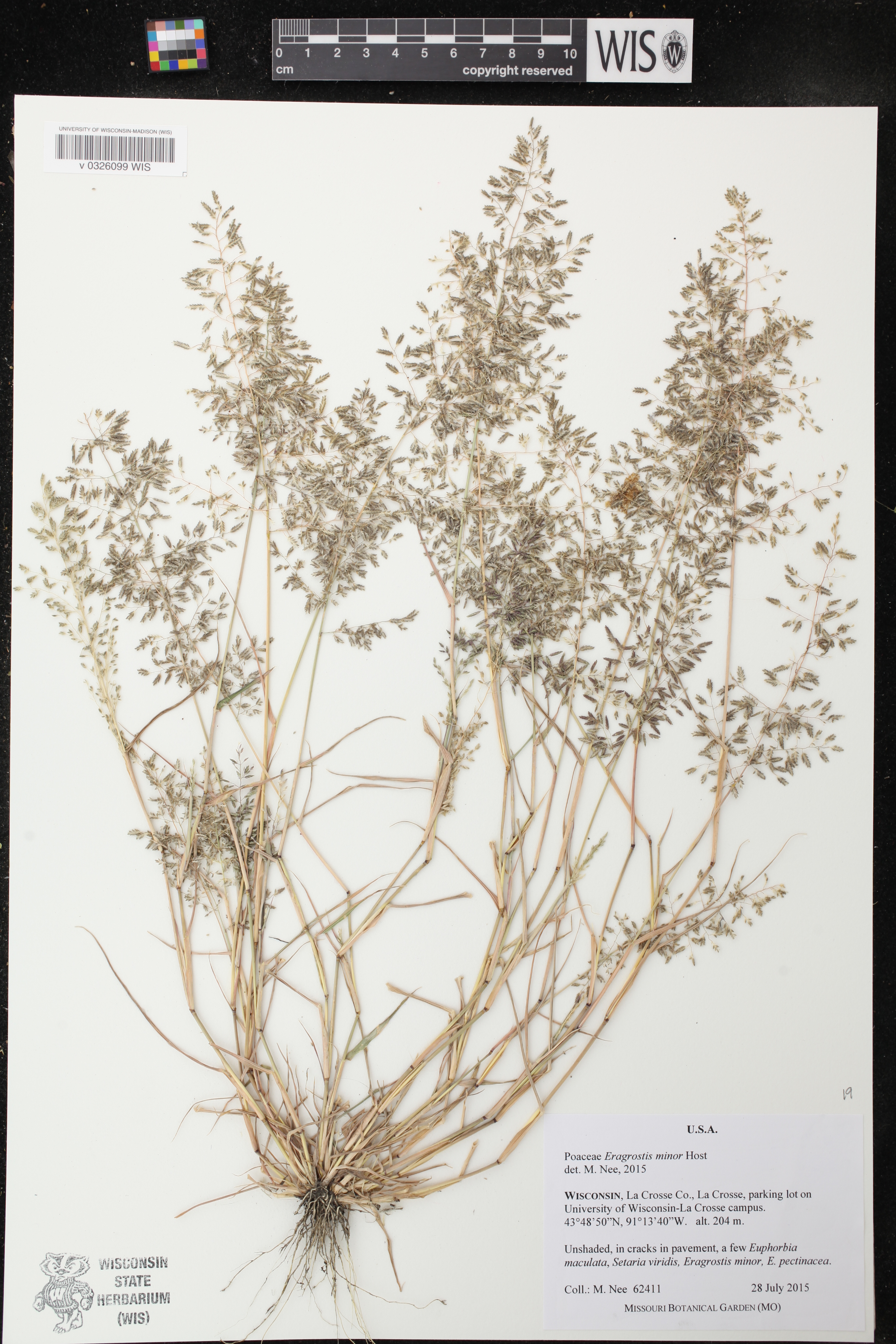 Eragrostis minor image