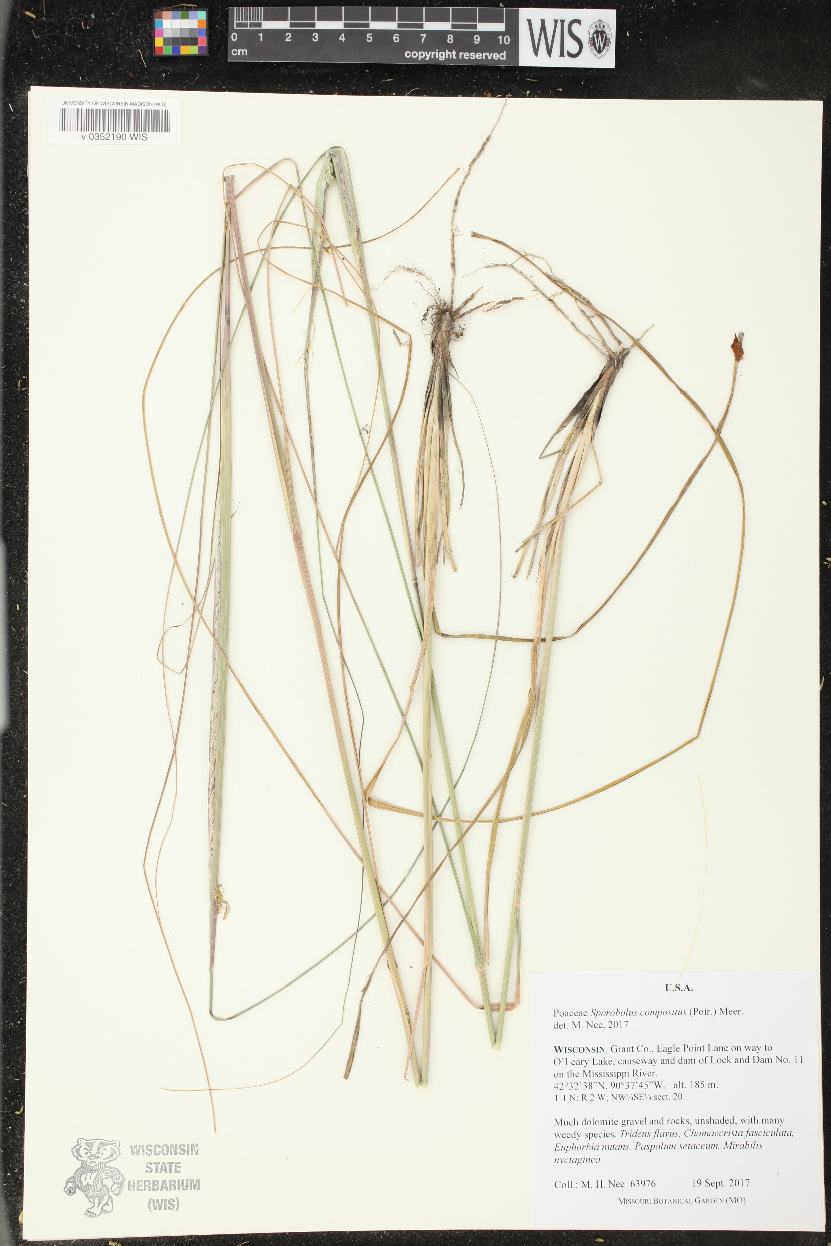 Image of Sporobolus compositus