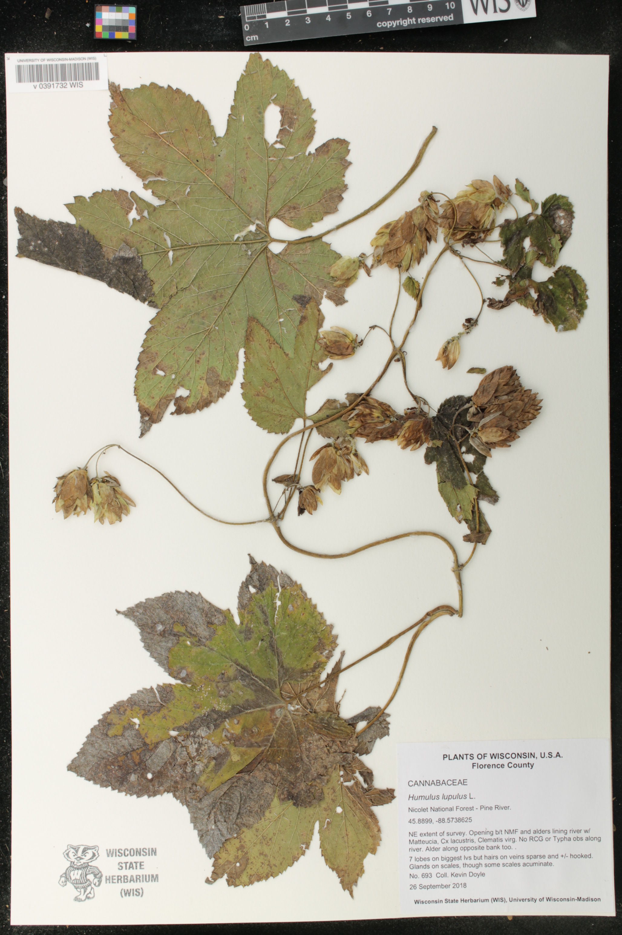 Humulus lupulus image