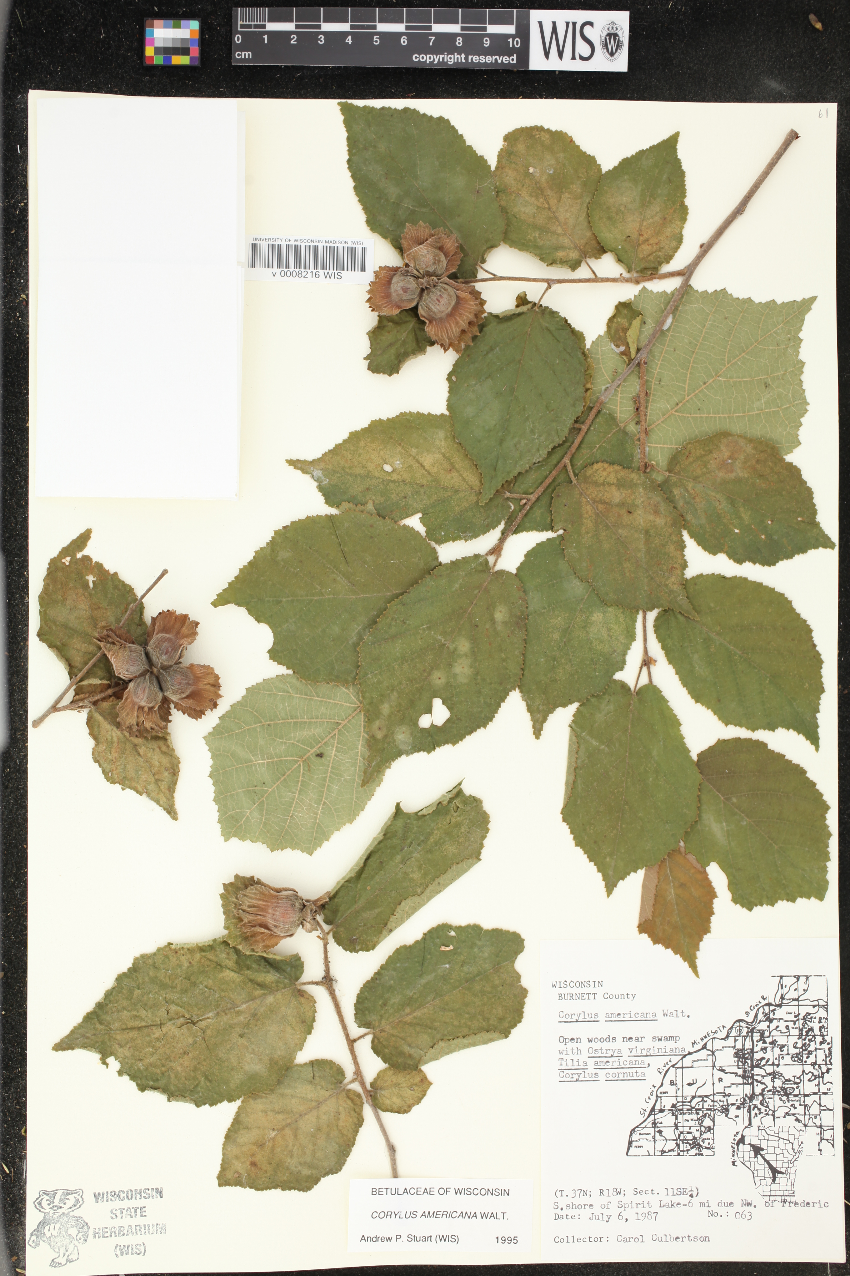 Corylus americana image