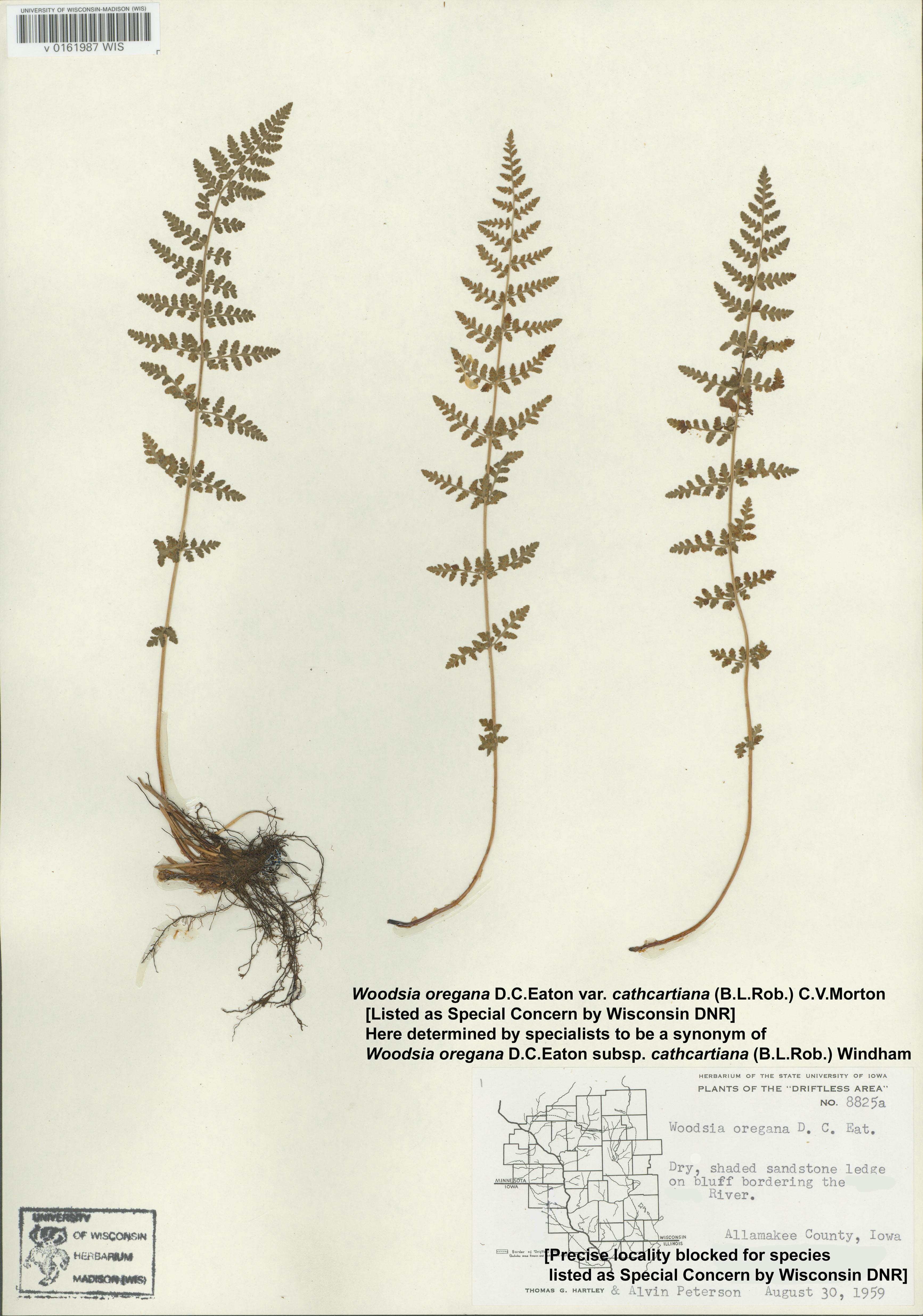 Image of Woodsia oregana