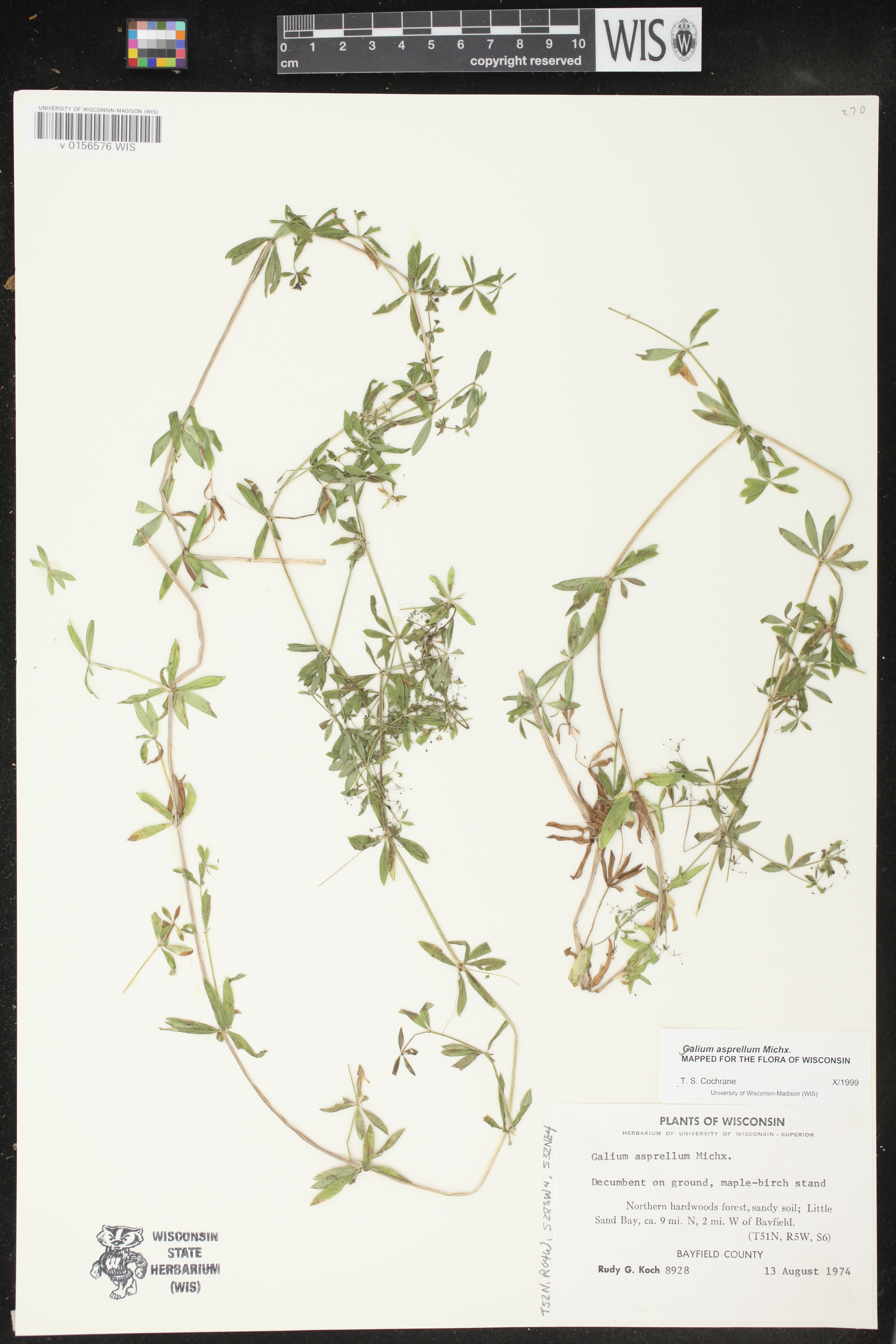 Galium asprellum image