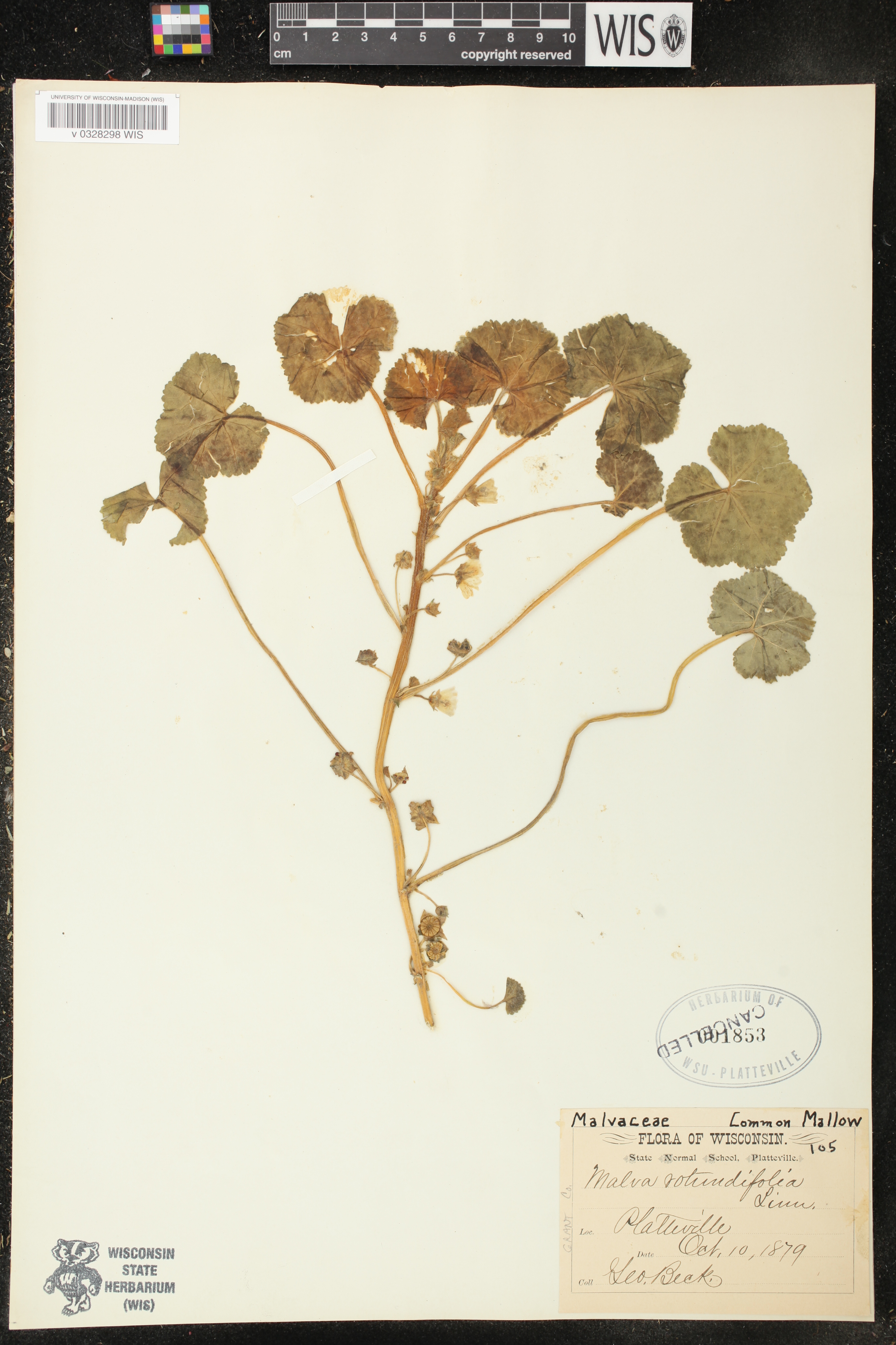 Malva neglecta image