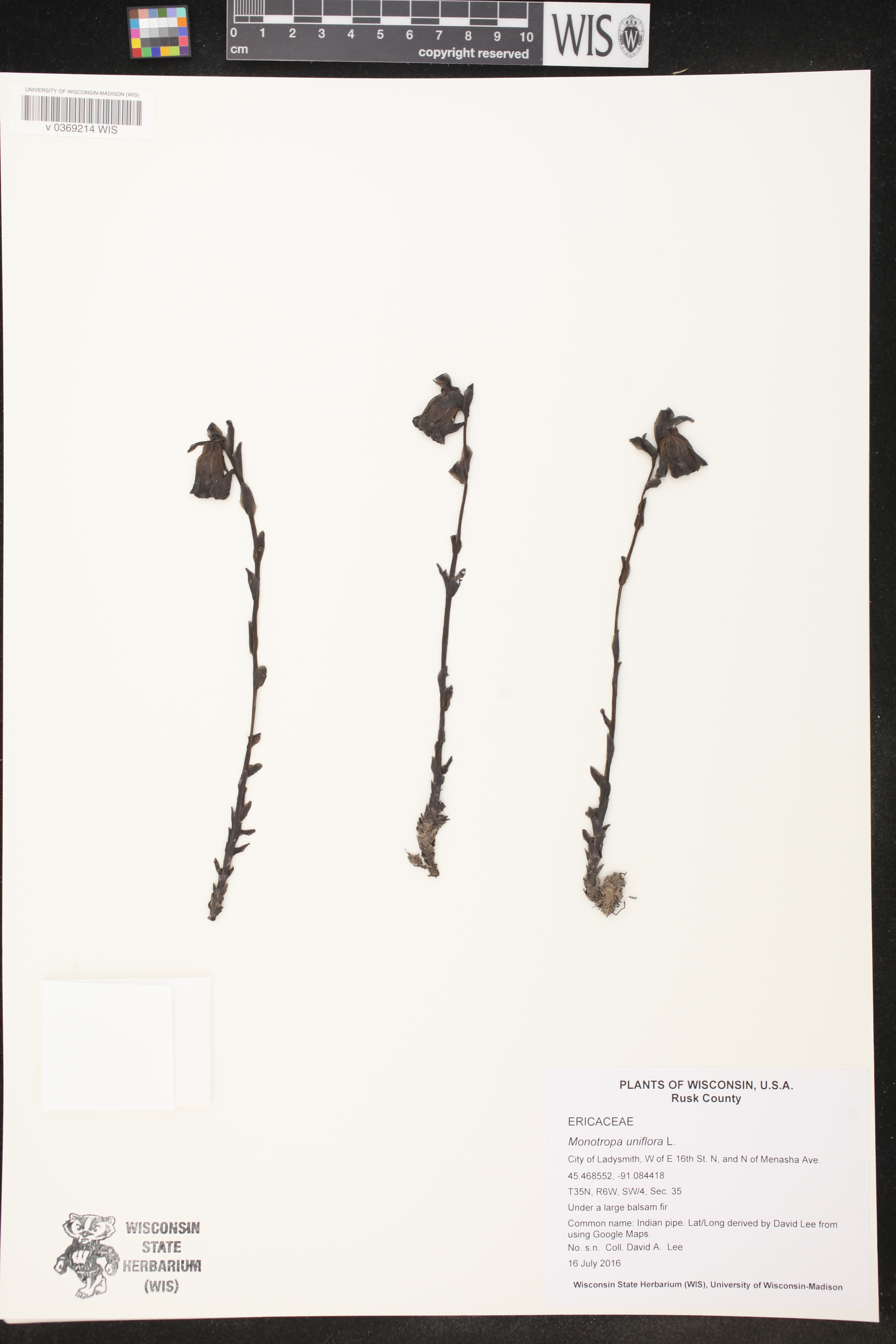 Monotropa uniflora image