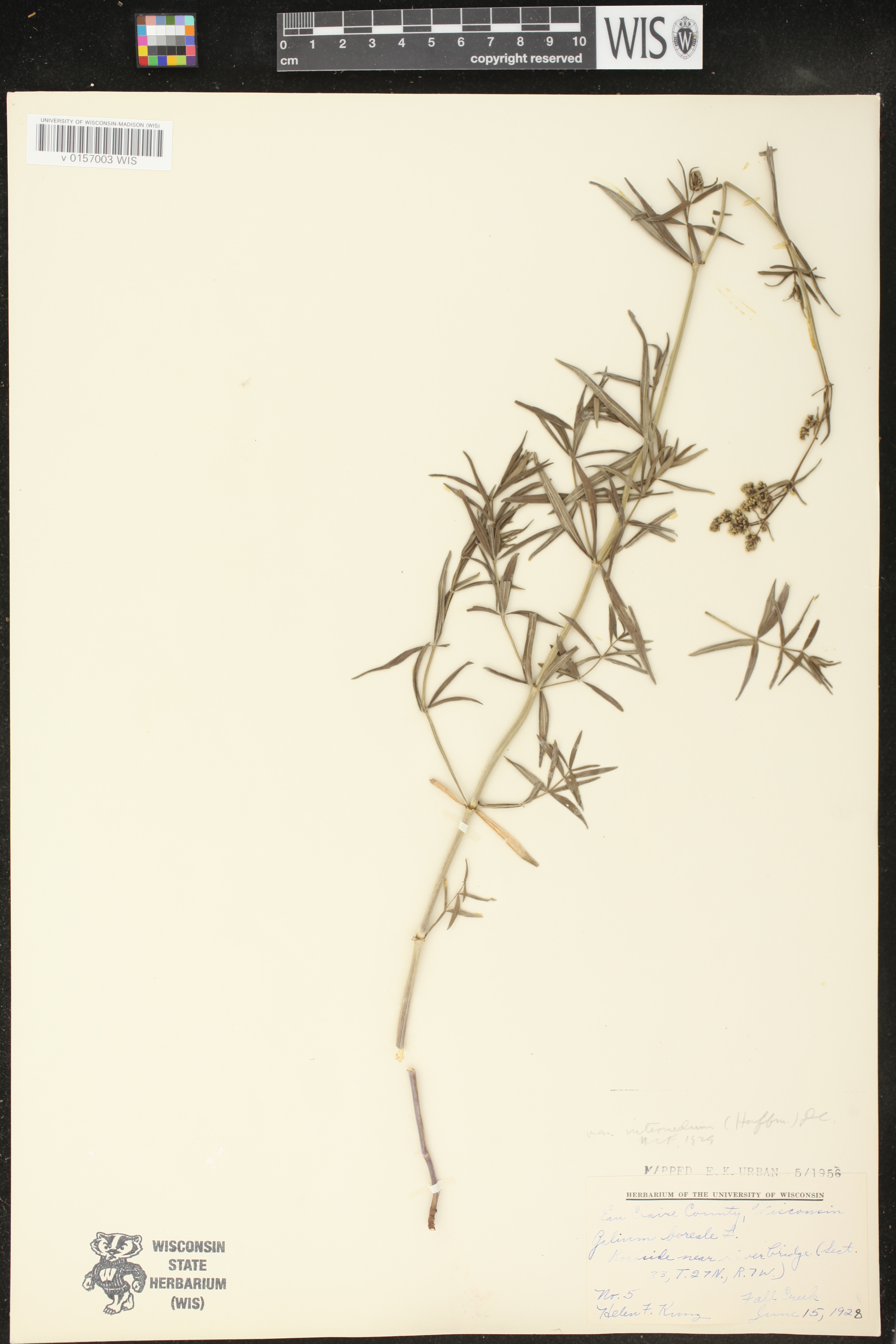 Galium boreale image