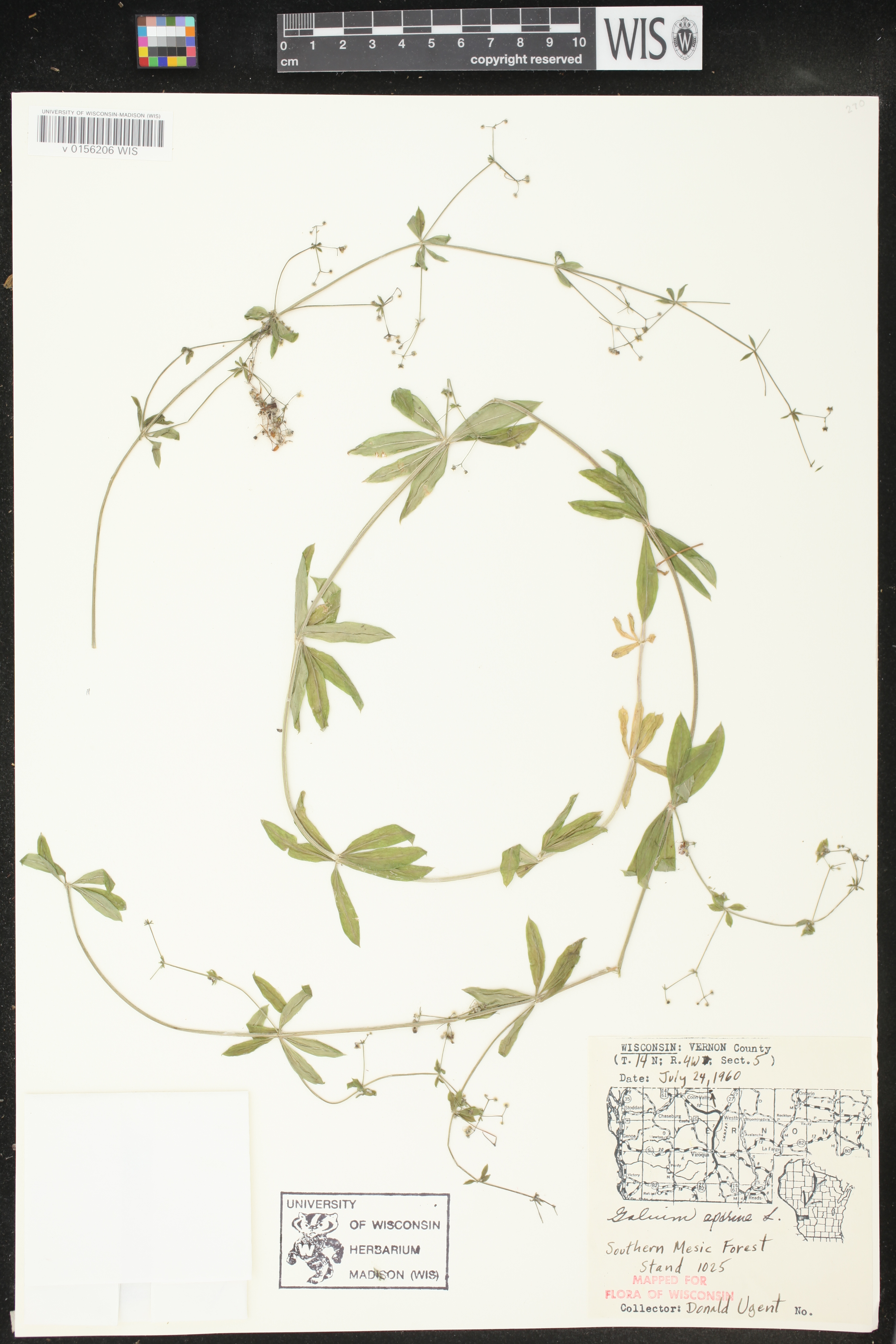 Galium aparine image
