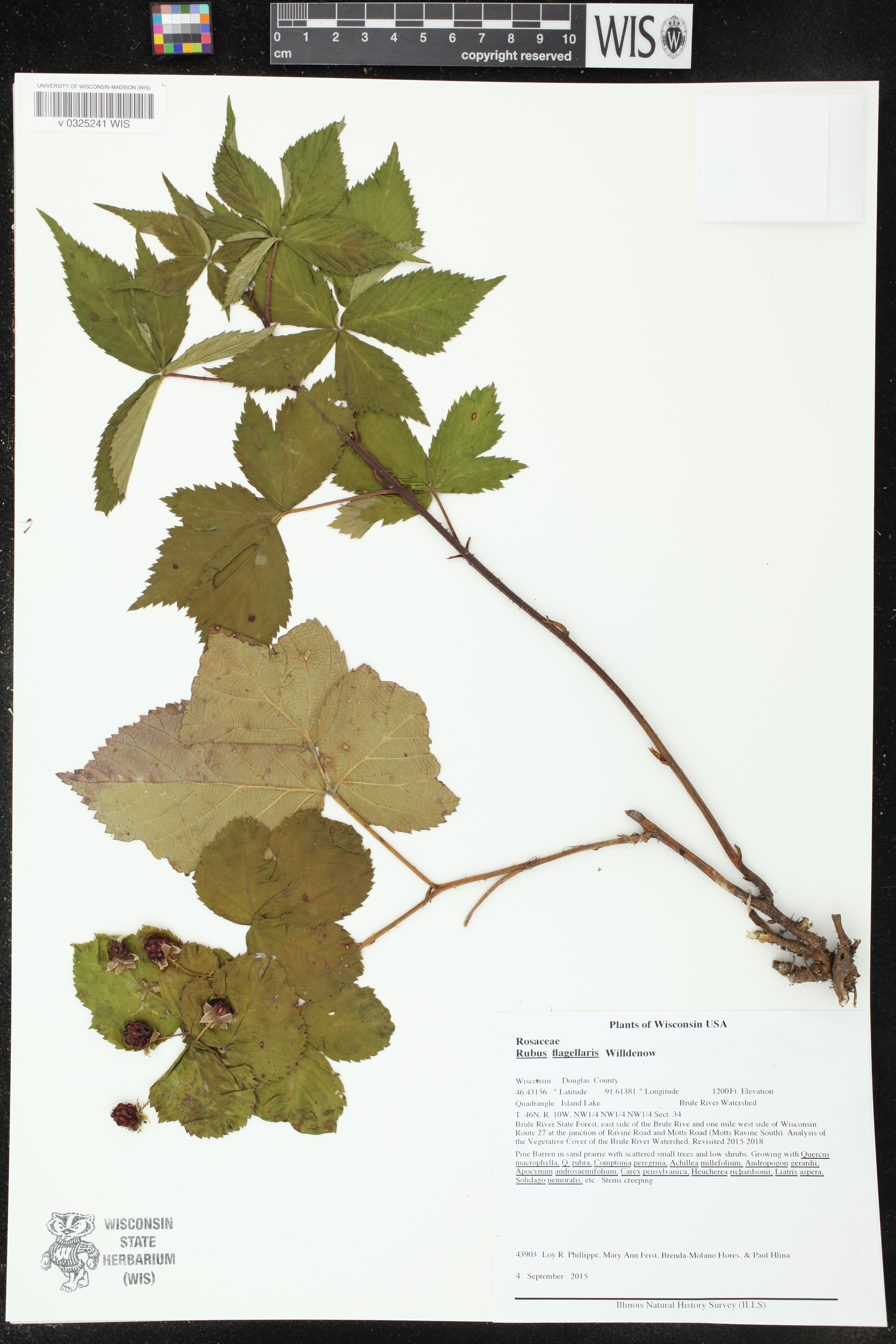 Rubus flagellaris image