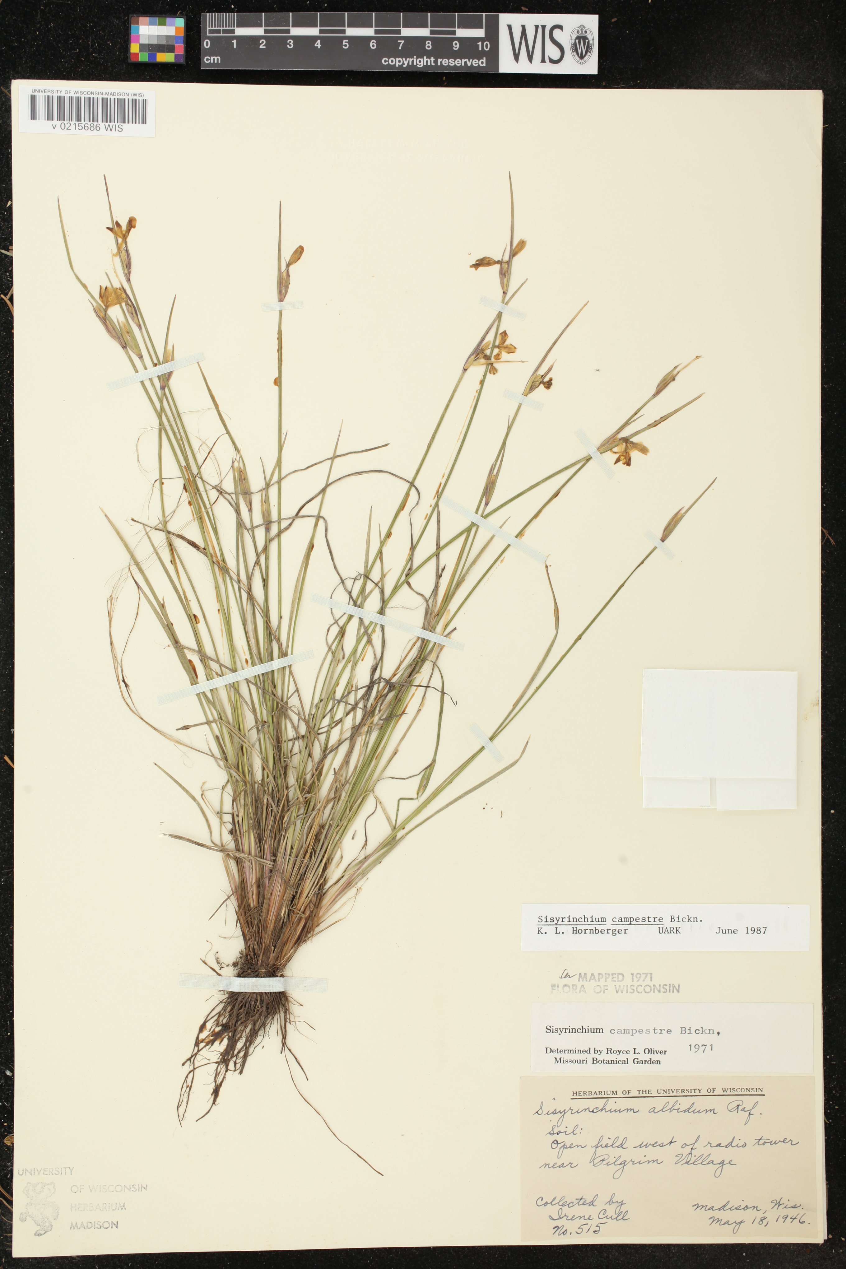 Sisyrinchium campestre image