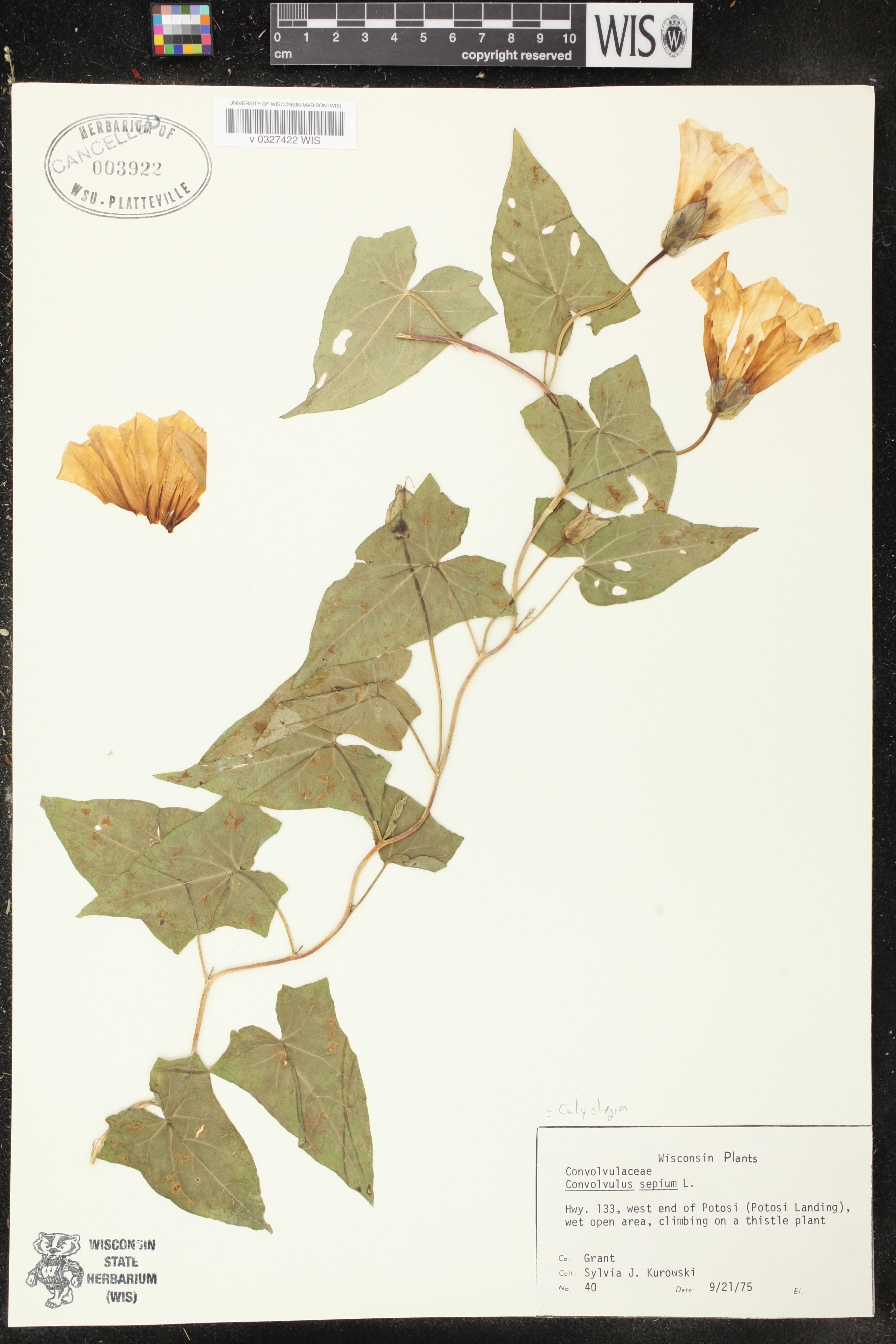 Calystegia sepium image