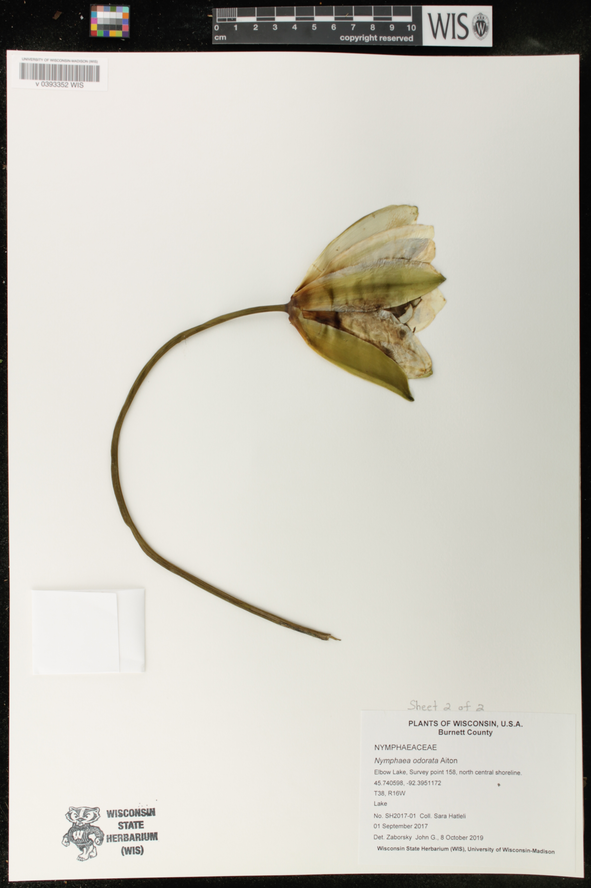 Nymphaea odorata image