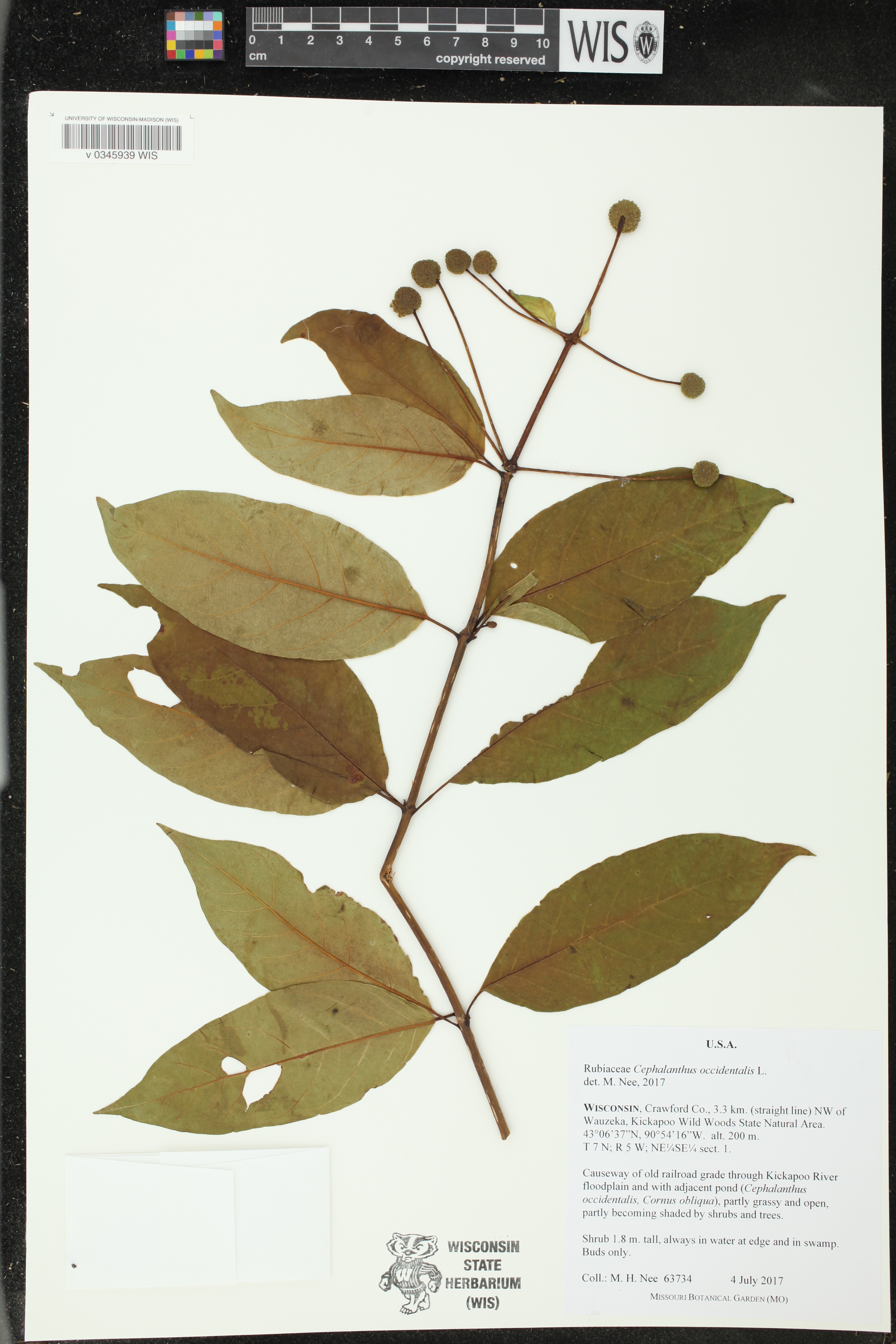 Cephalanthus occidentalis image