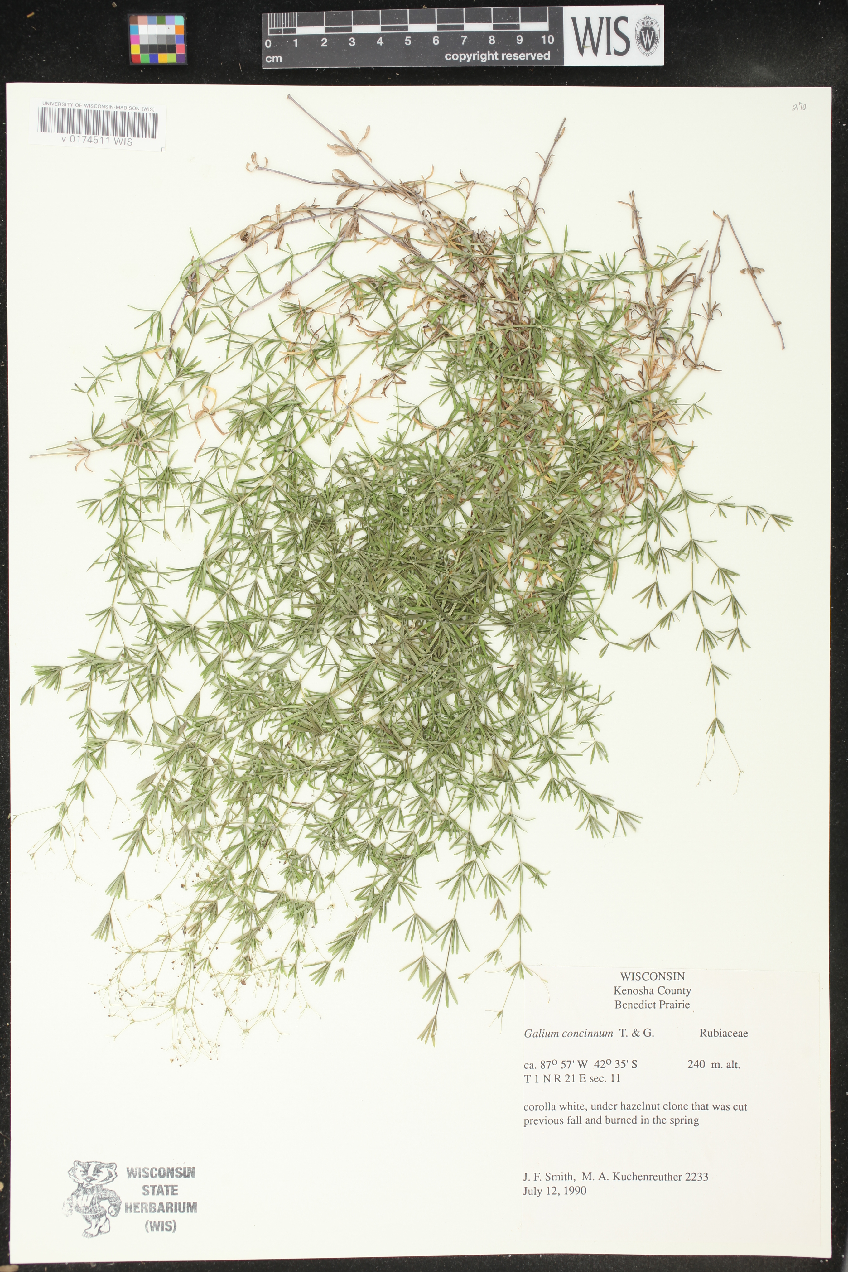 Galium concinnum image