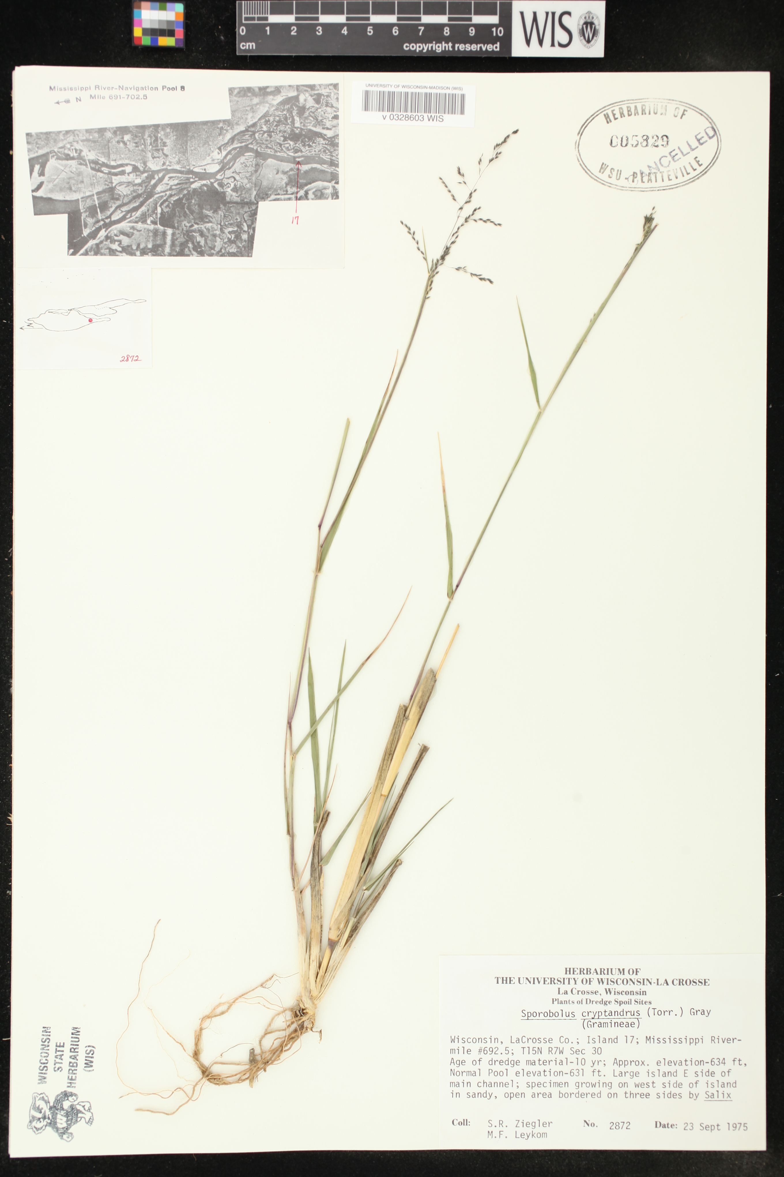 Sporobolus cryptandrus image