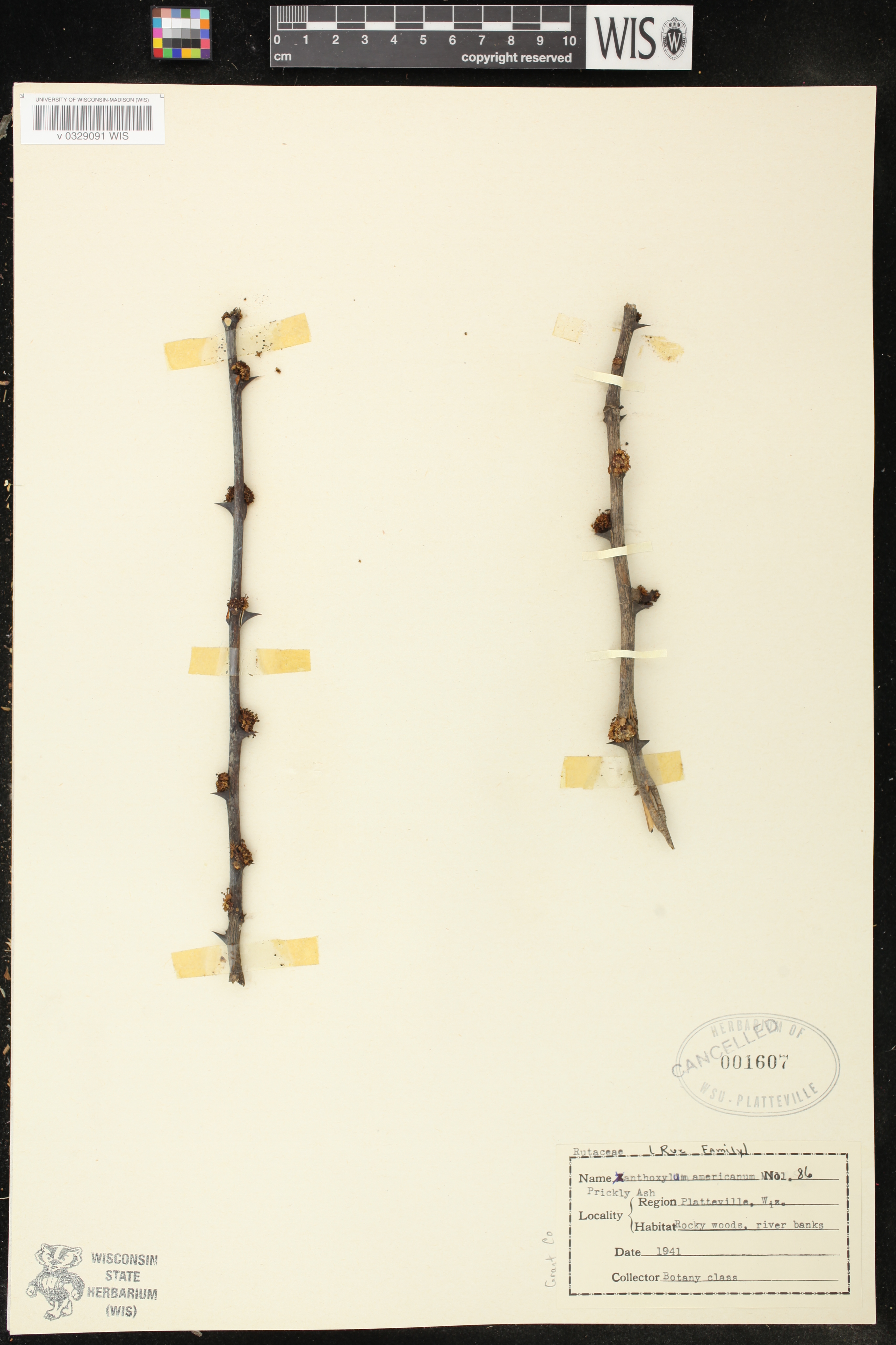 Zanthoxylum americanum image