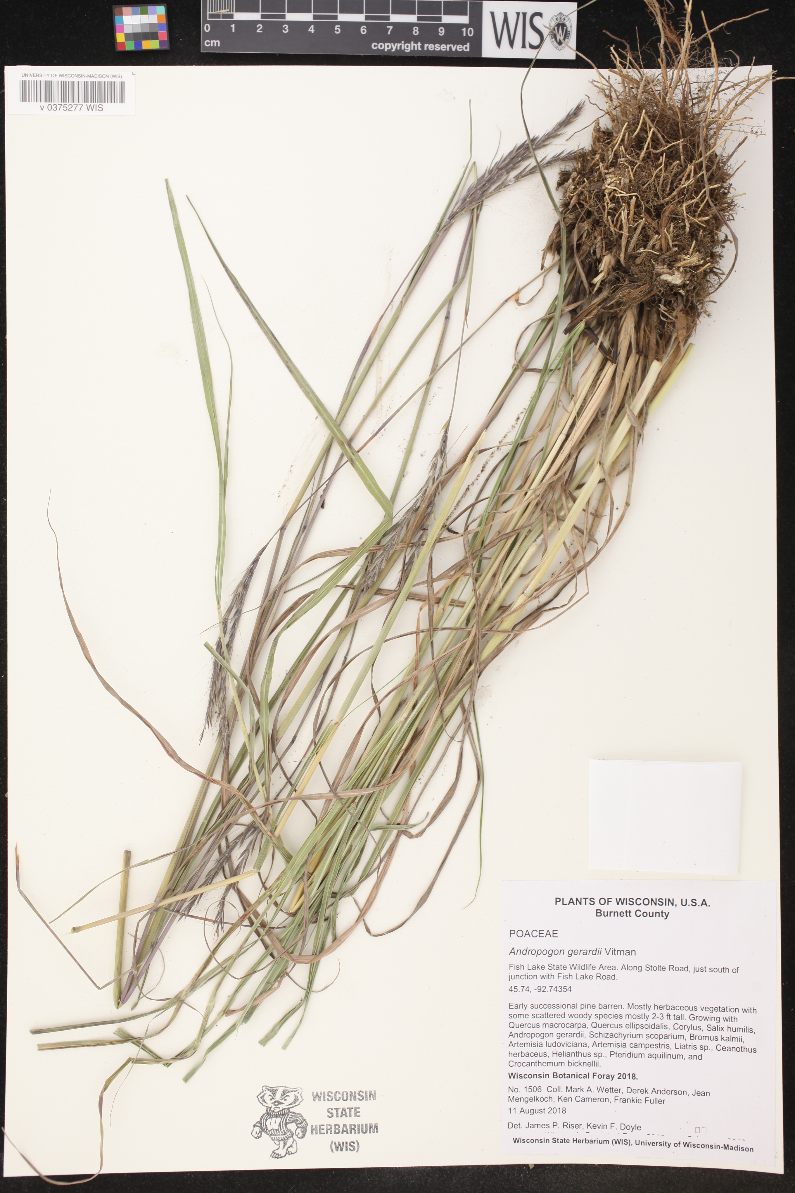 Andropogon gerardii image