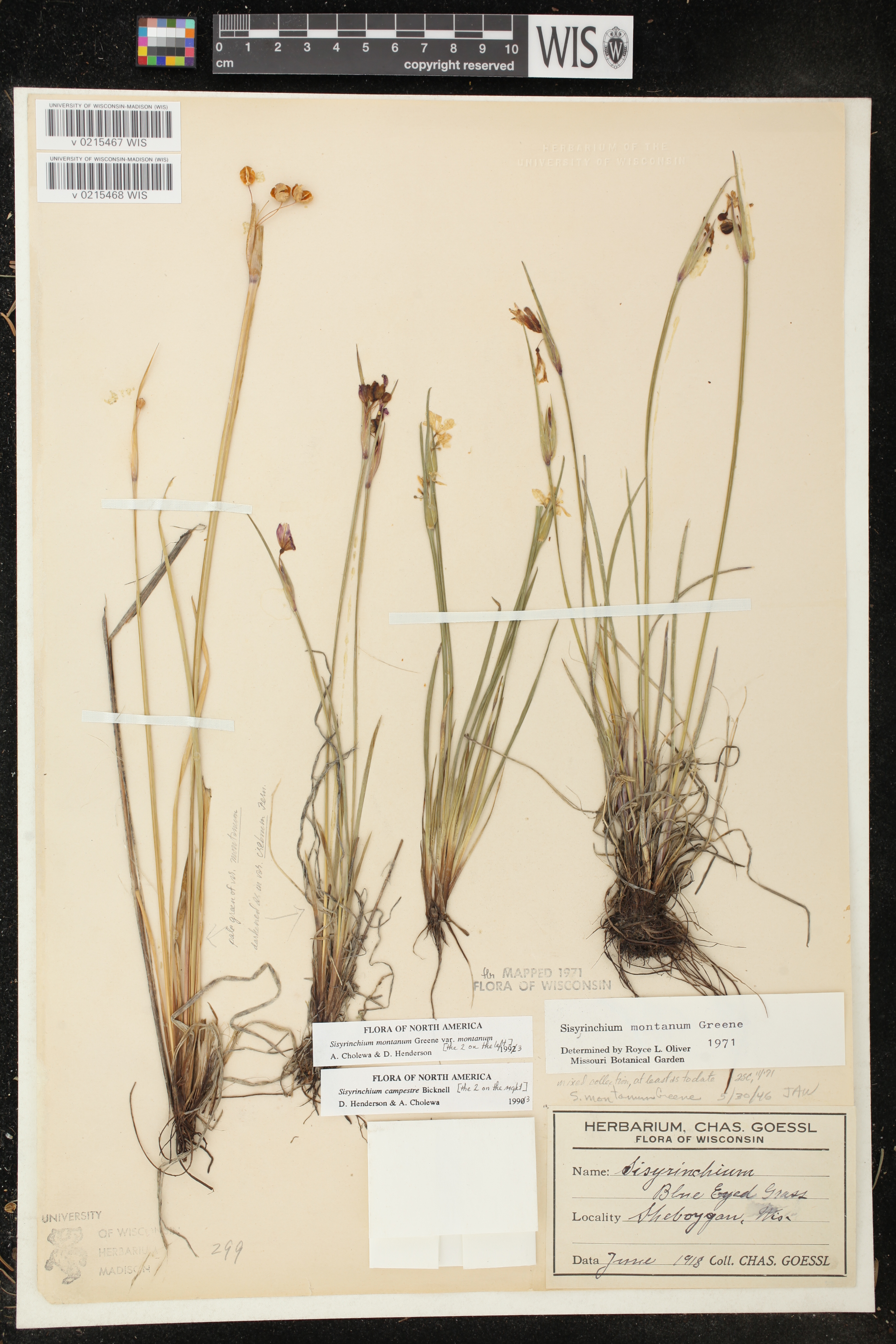 Sisyrinchium montanum image