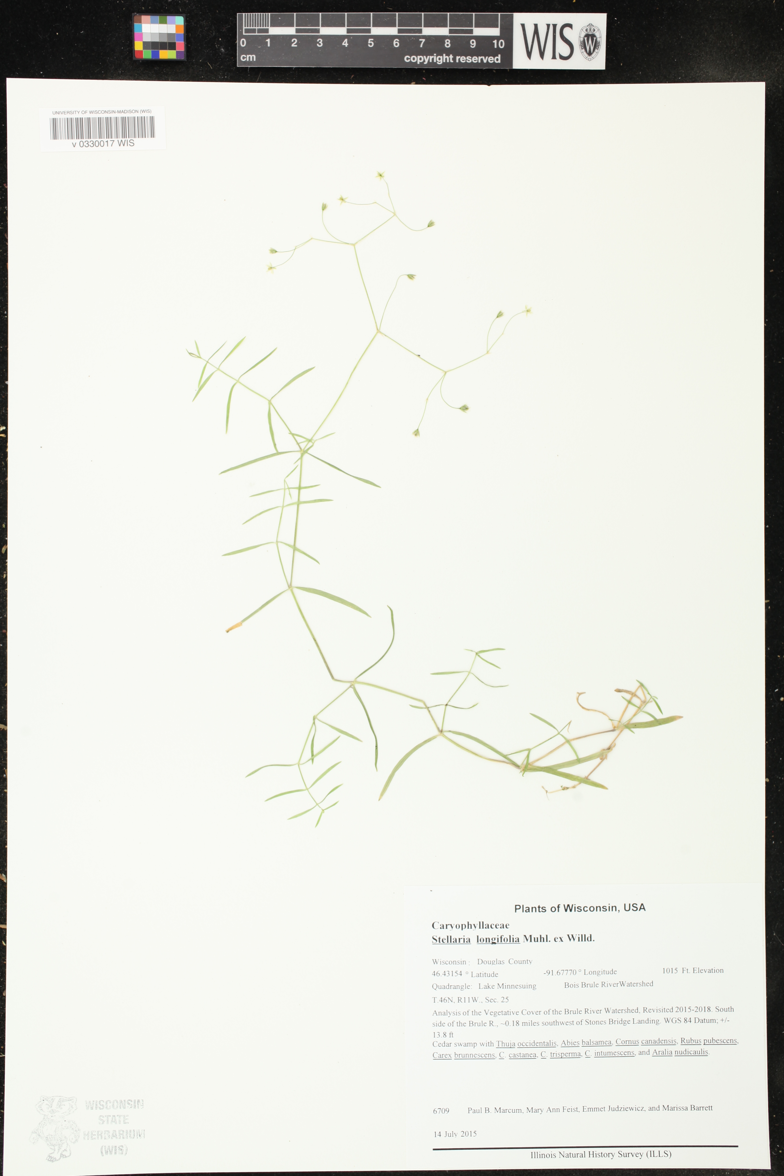 Stellaria longifolia image