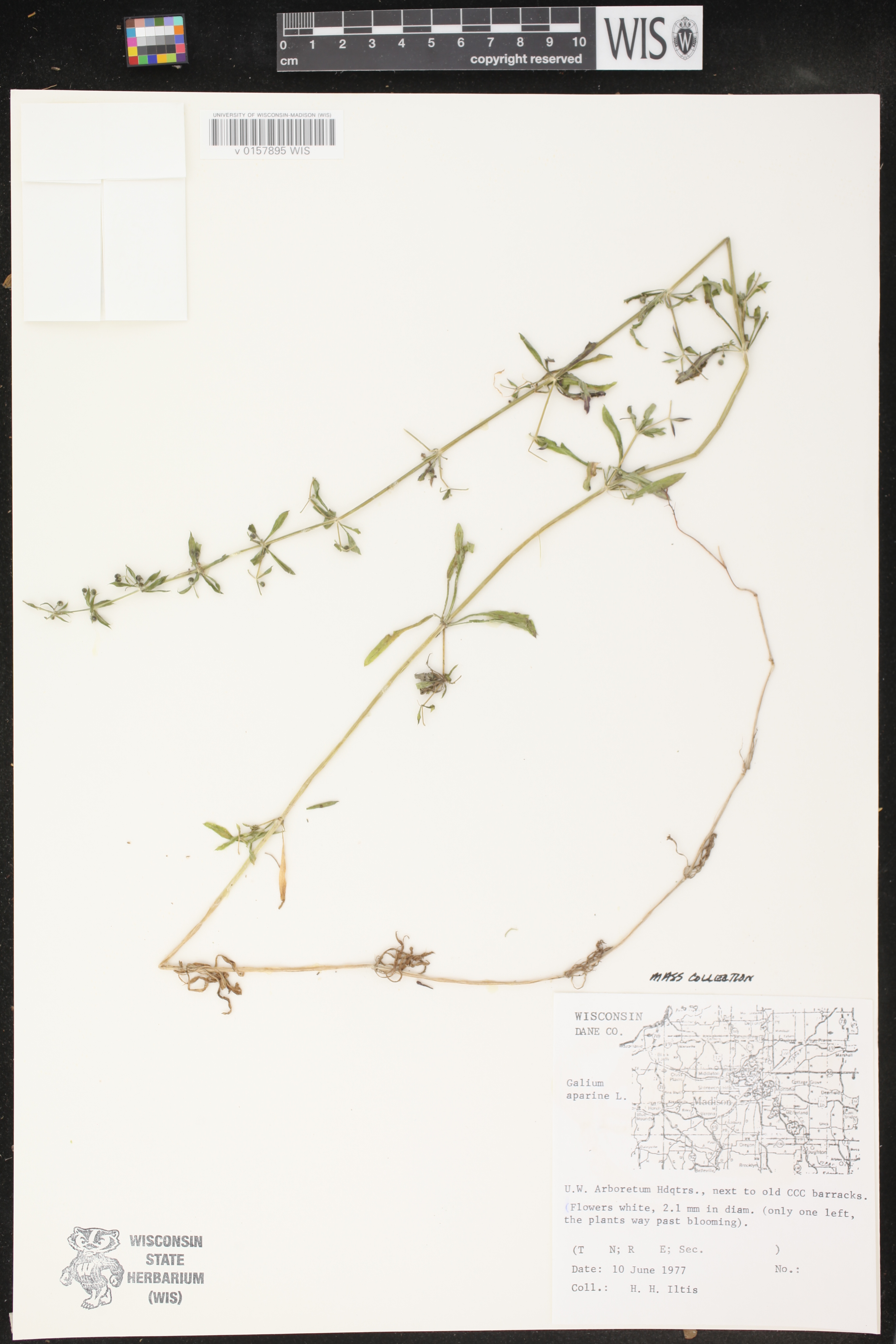 Galium aparine image