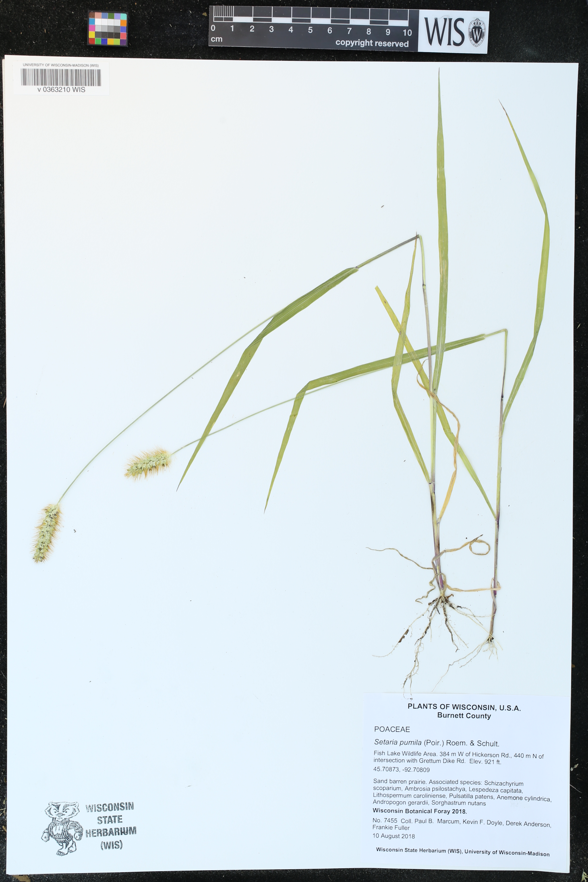 Setaria pumila image