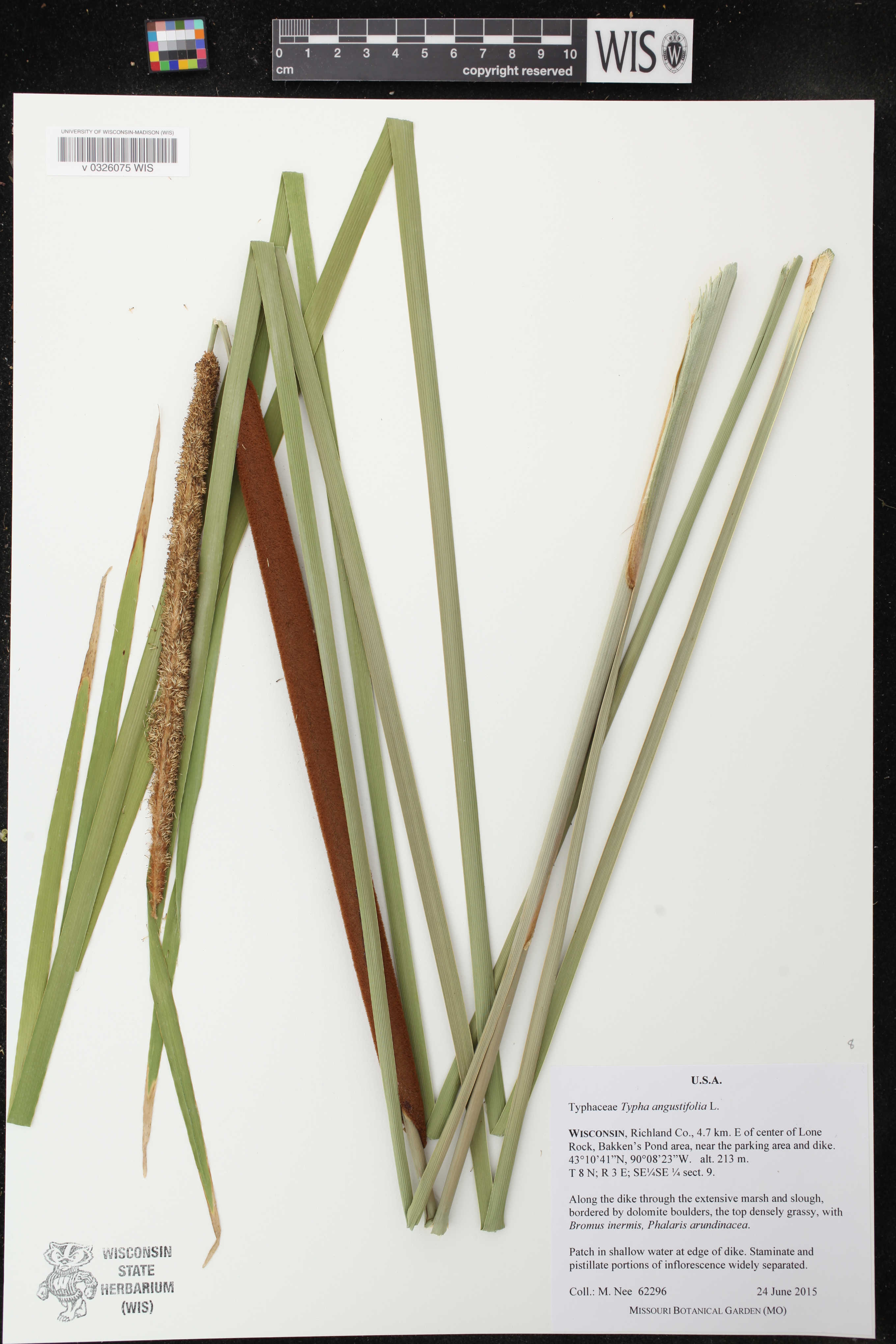 Typha angustifolia image