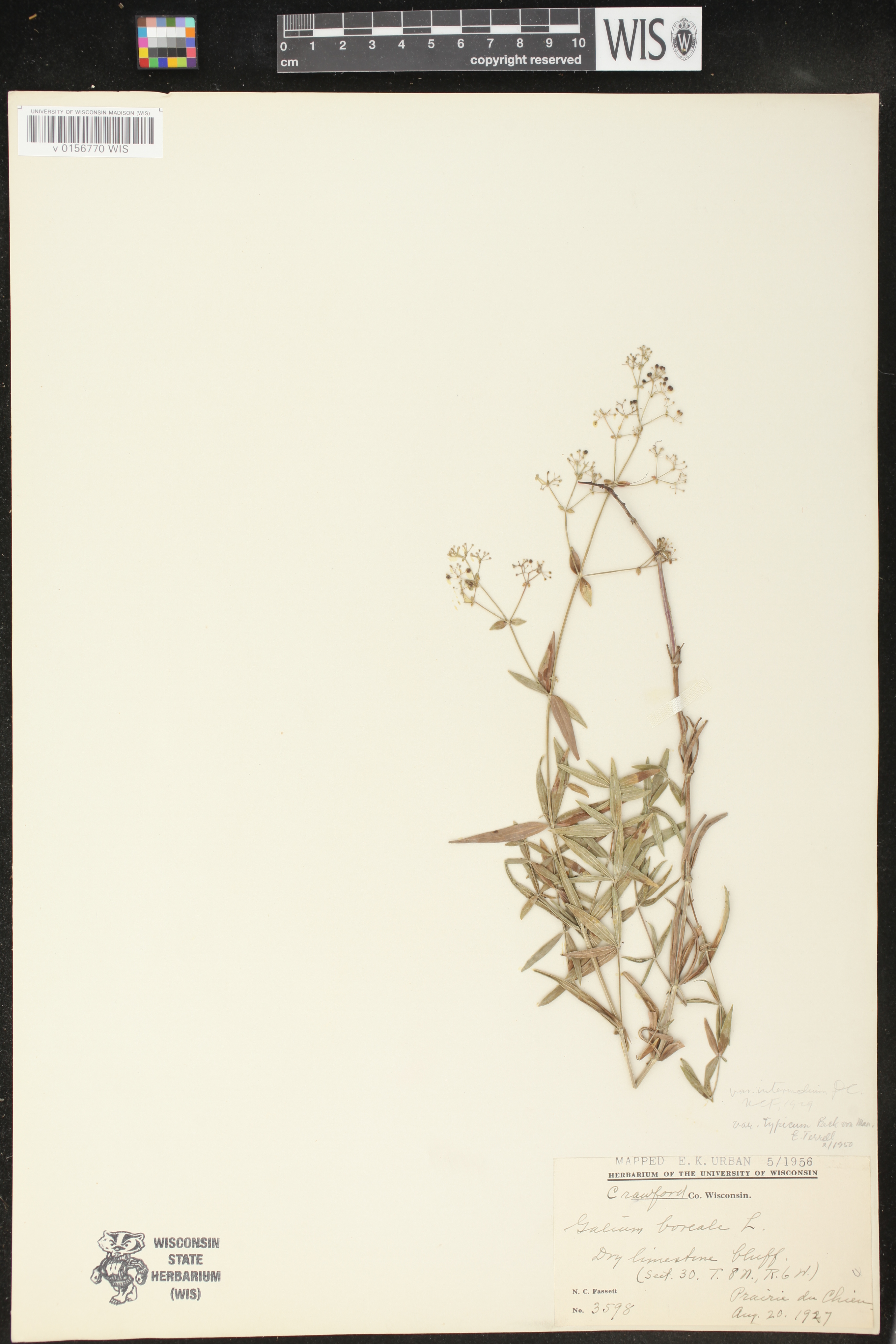 Galium boreale image