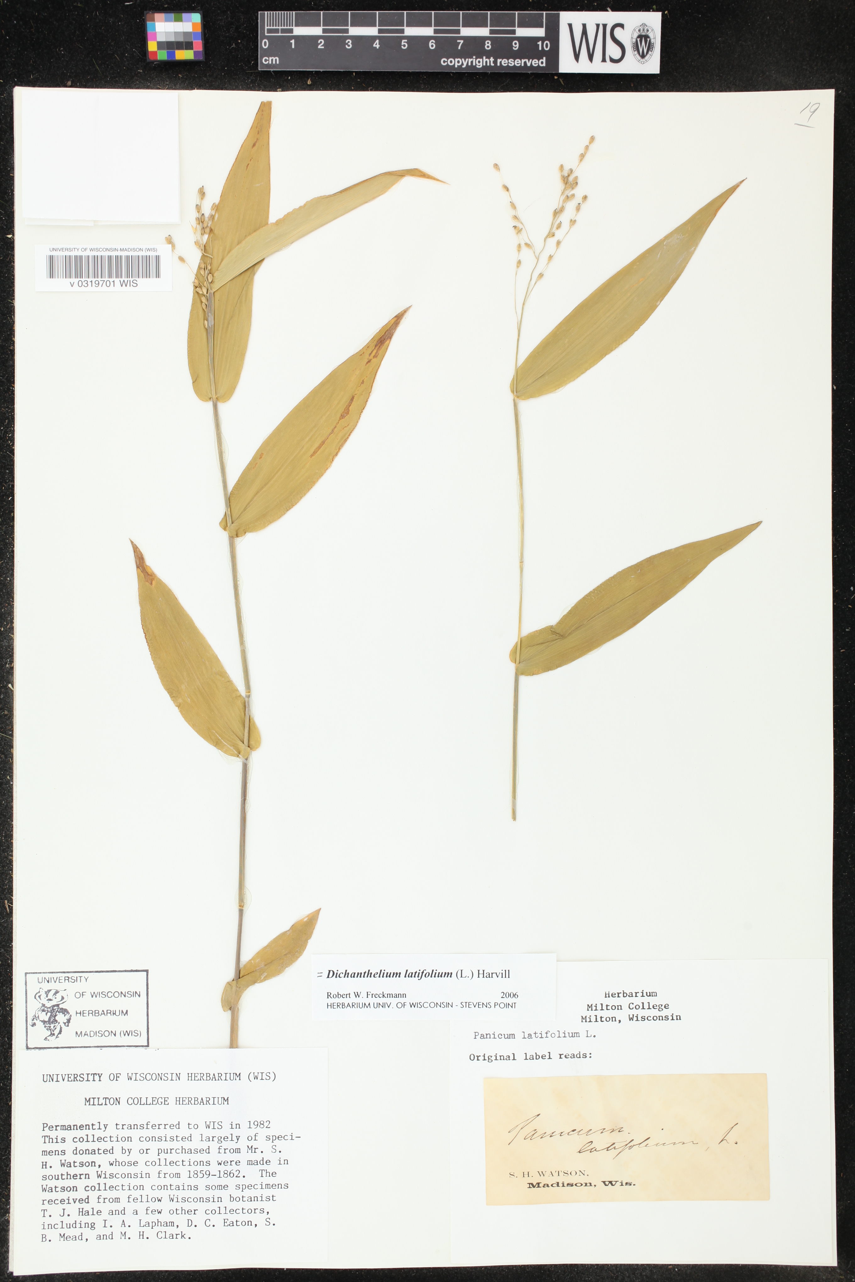 Dichanthelium latifolium image
