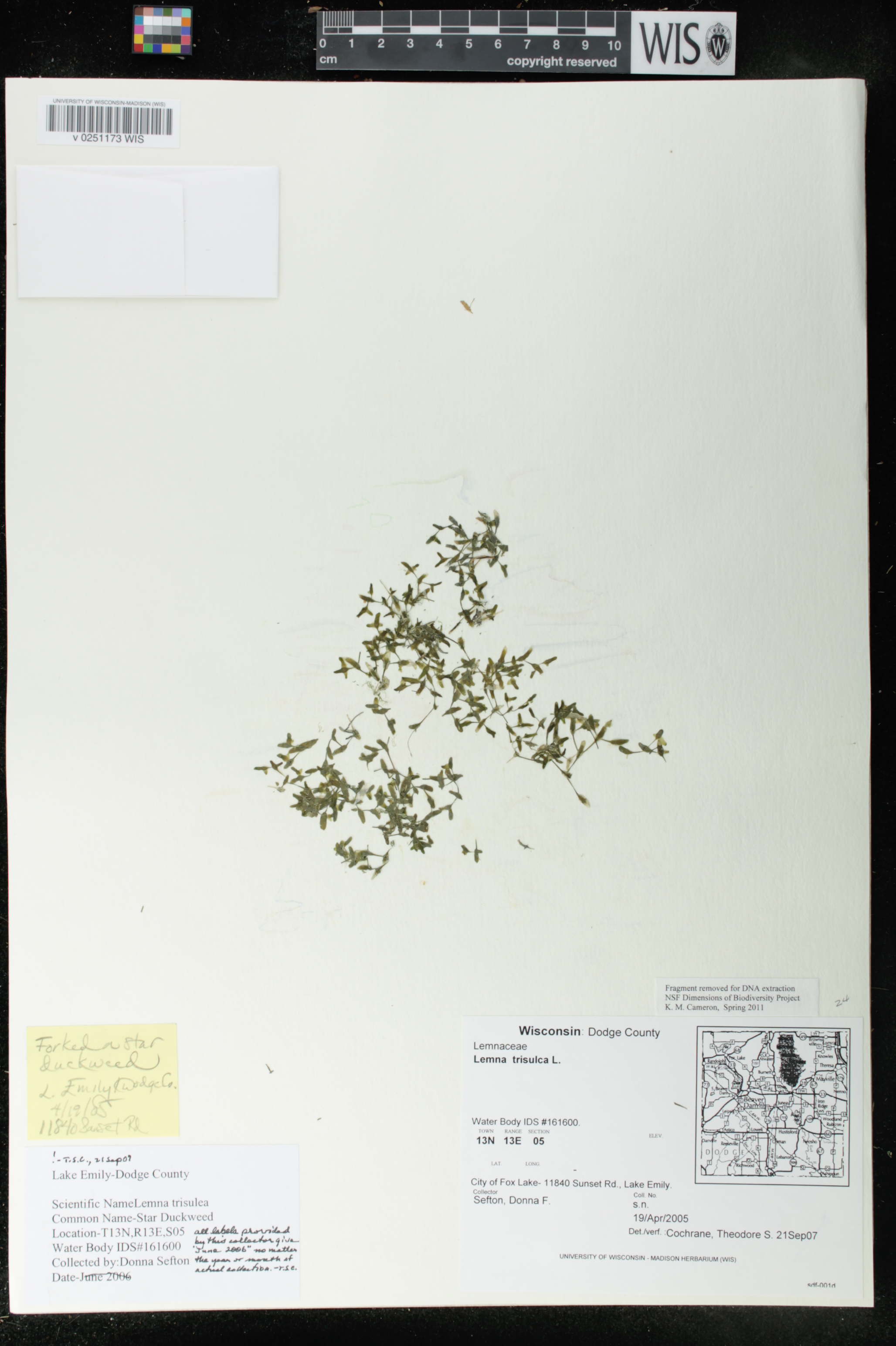 Lemna trisulca image