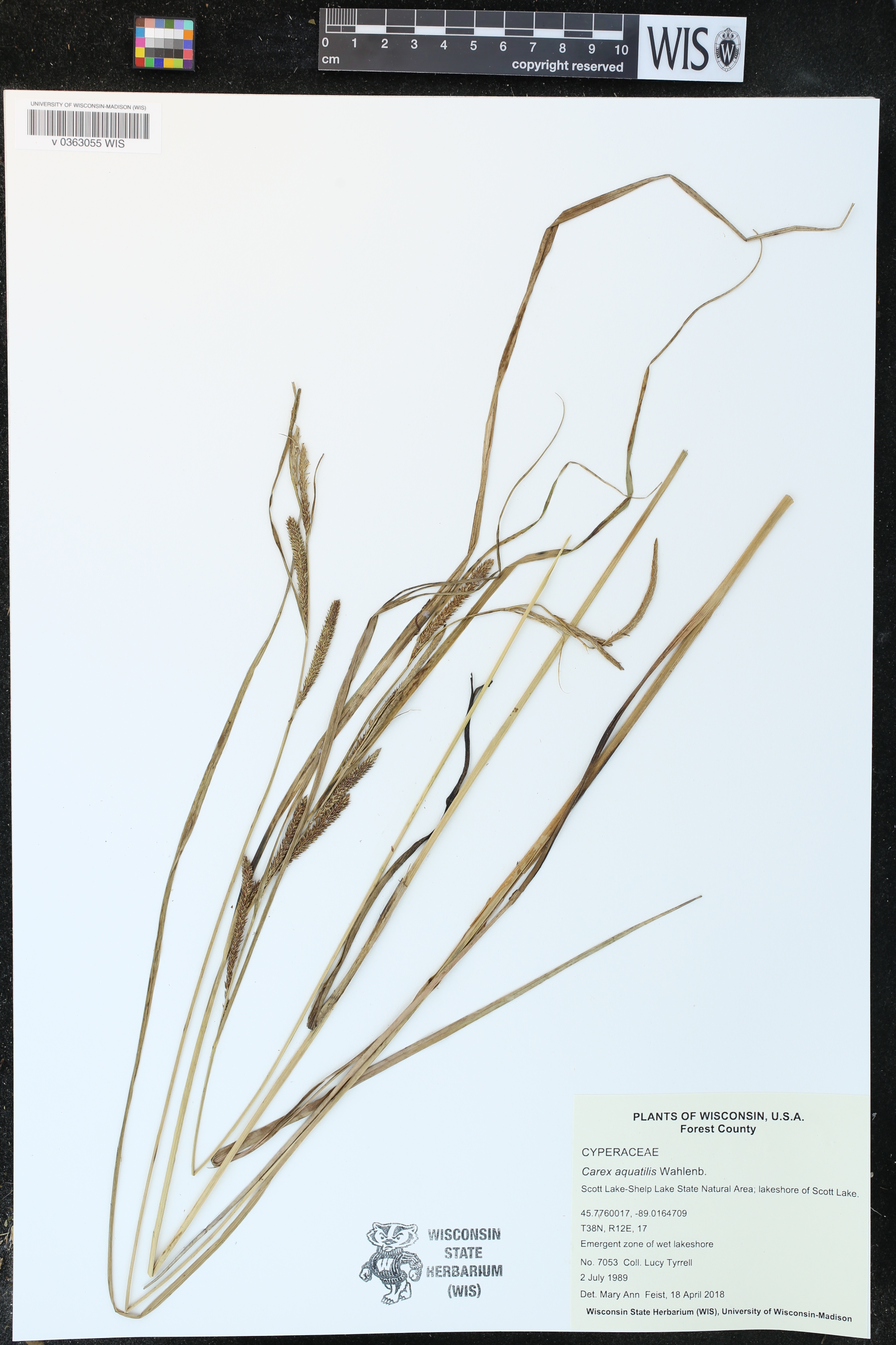 Carex aquatilis image