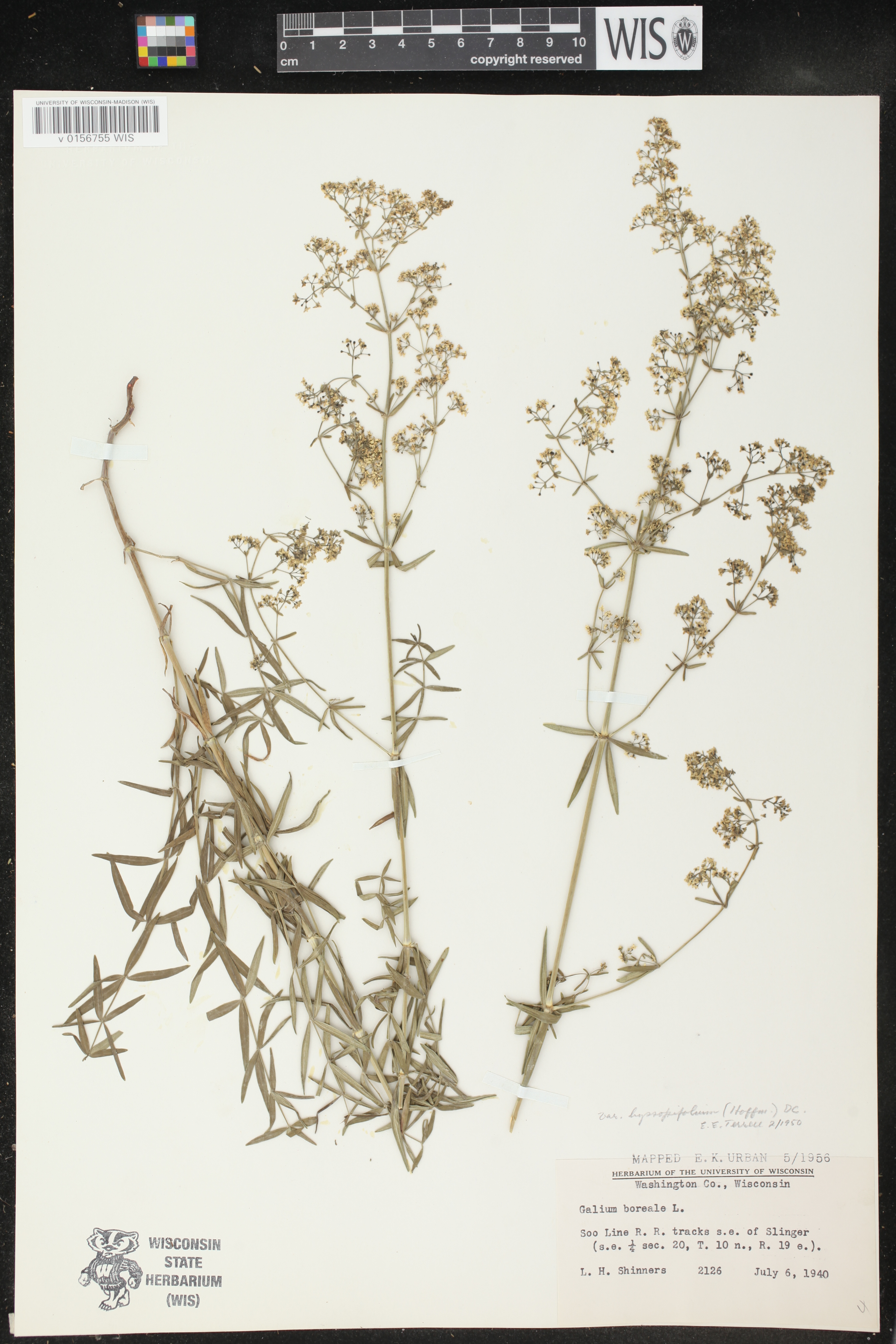Galium boreale image