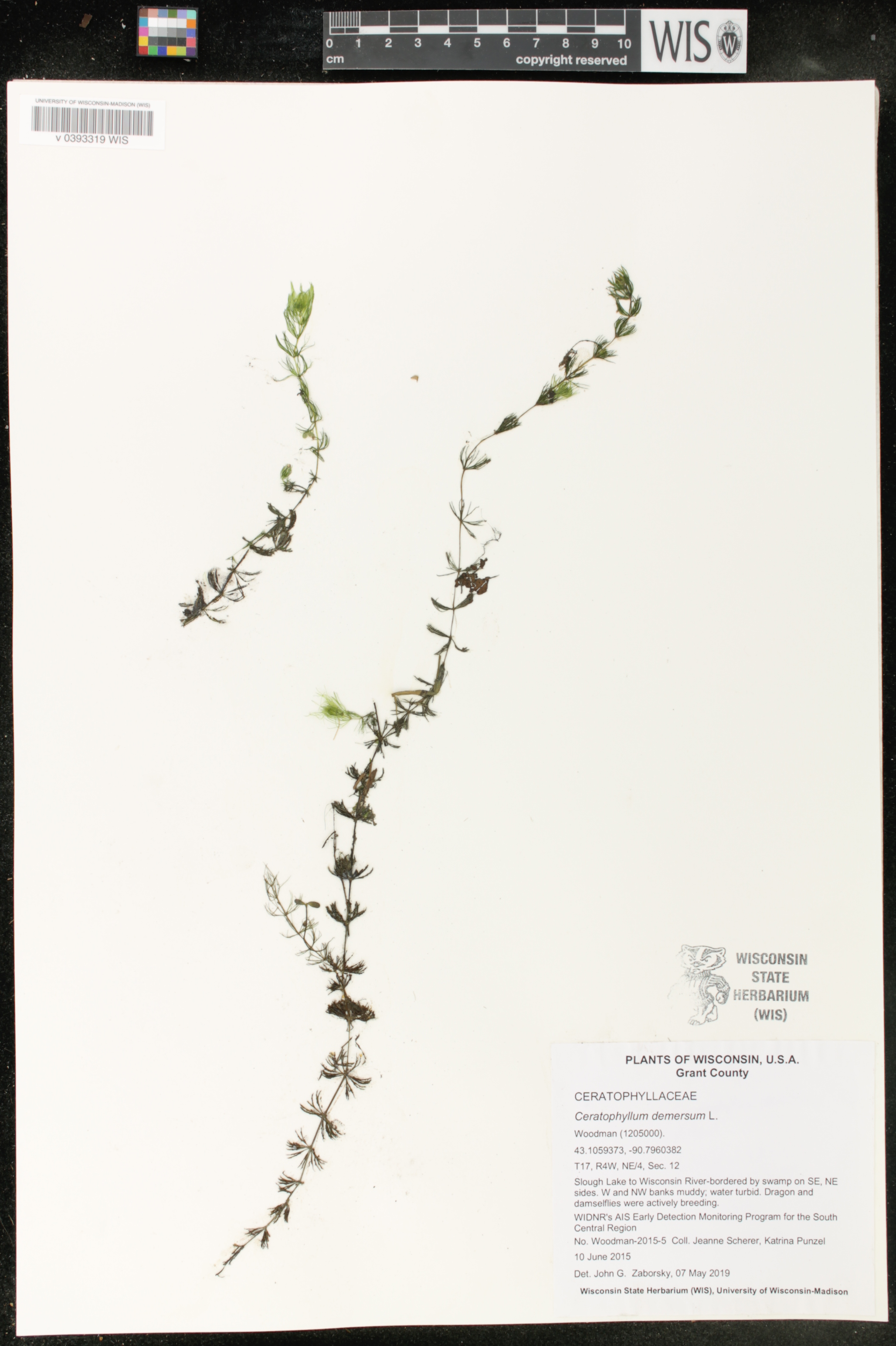 Ceratophyllum demersum image