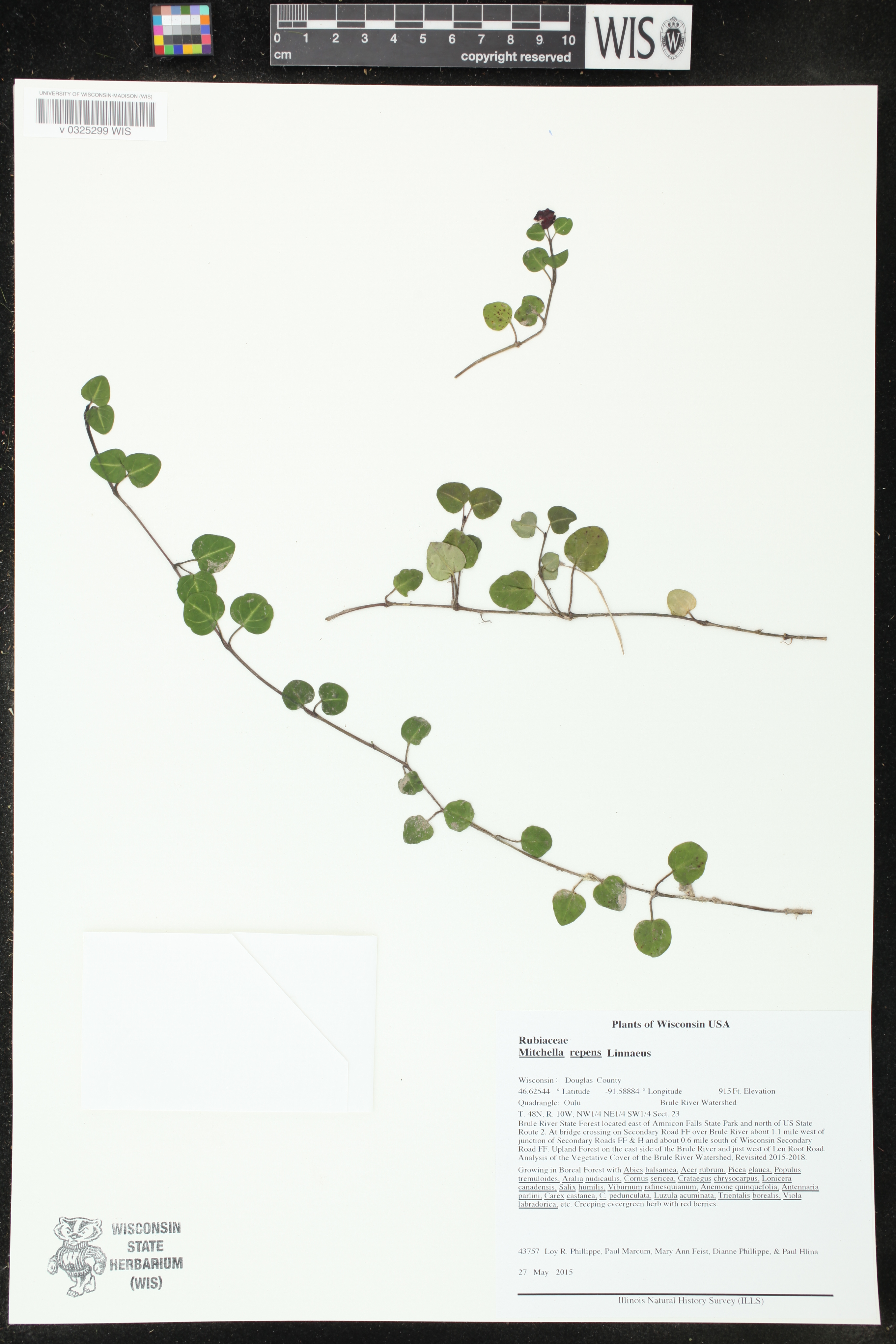 Mitchella repens image