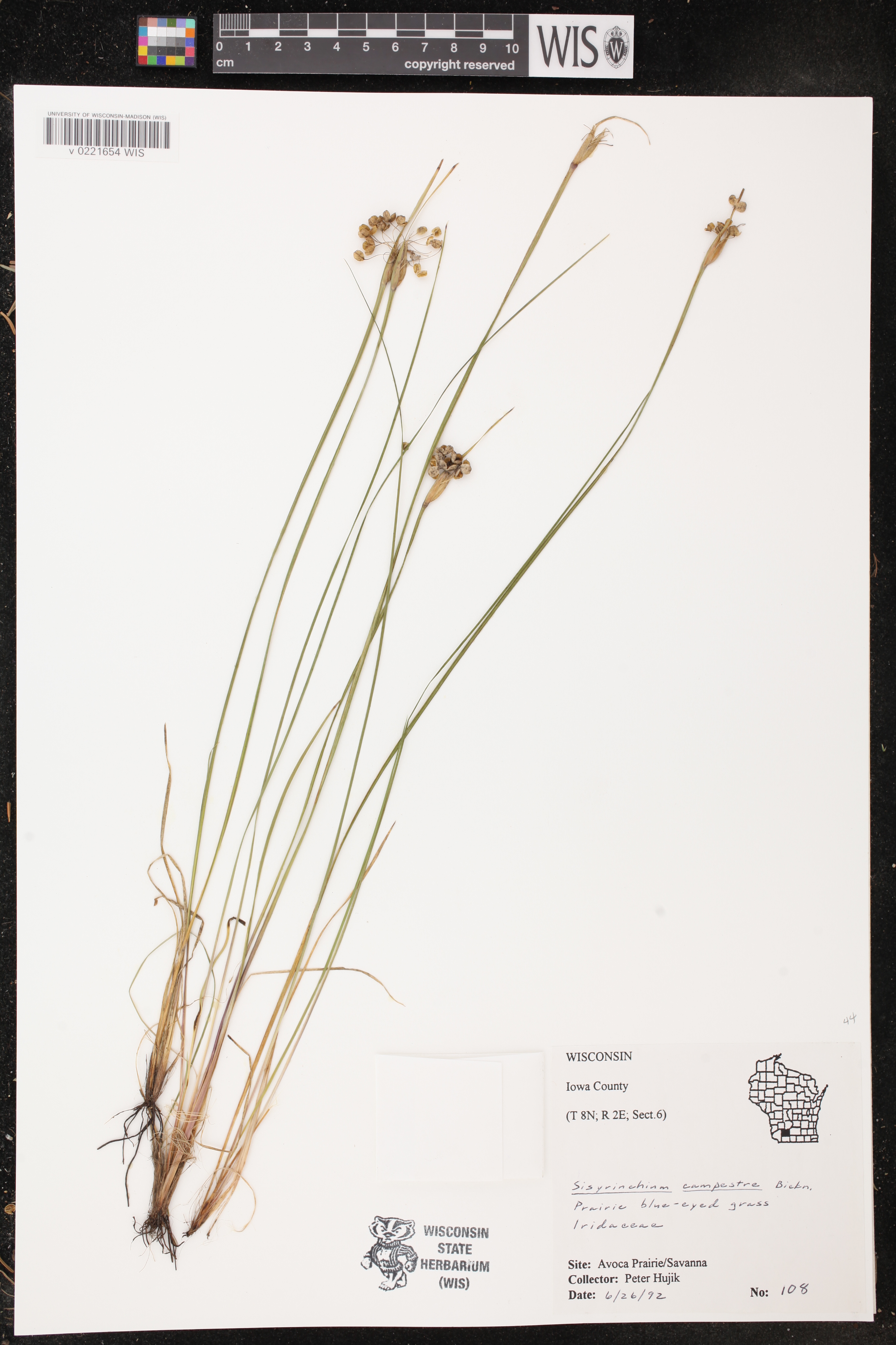 Sisyrinchium campestre image