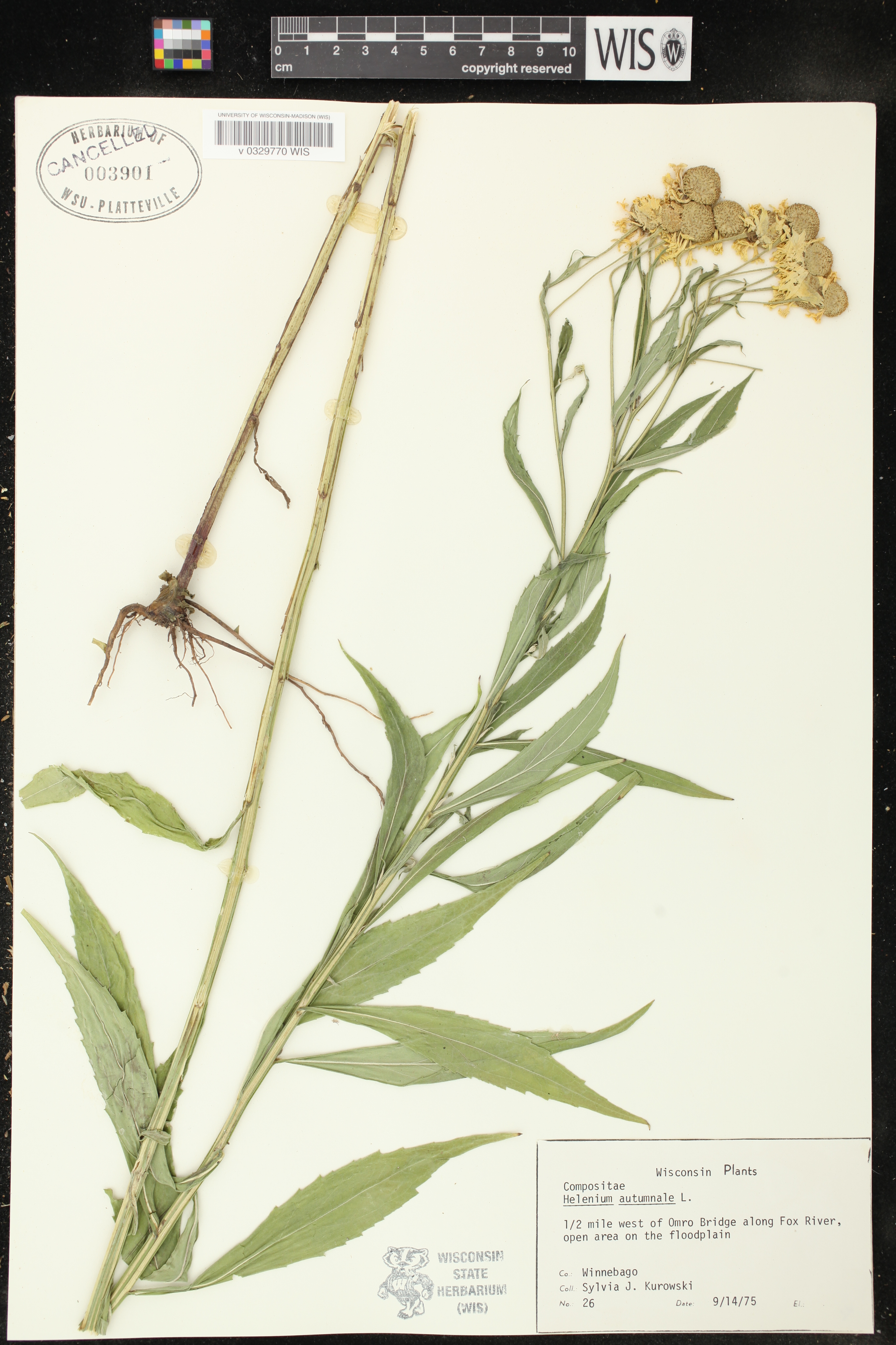Helenium autumnale image