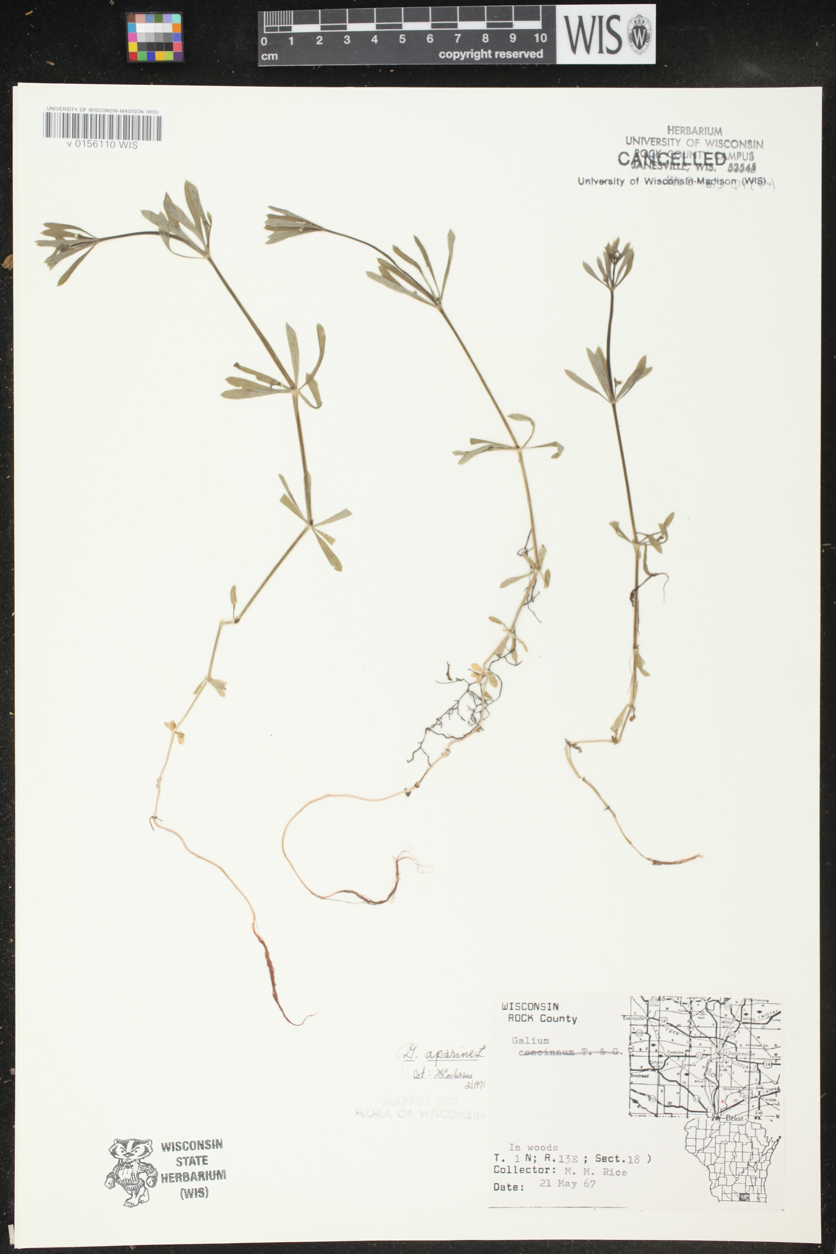 Galium aparine image