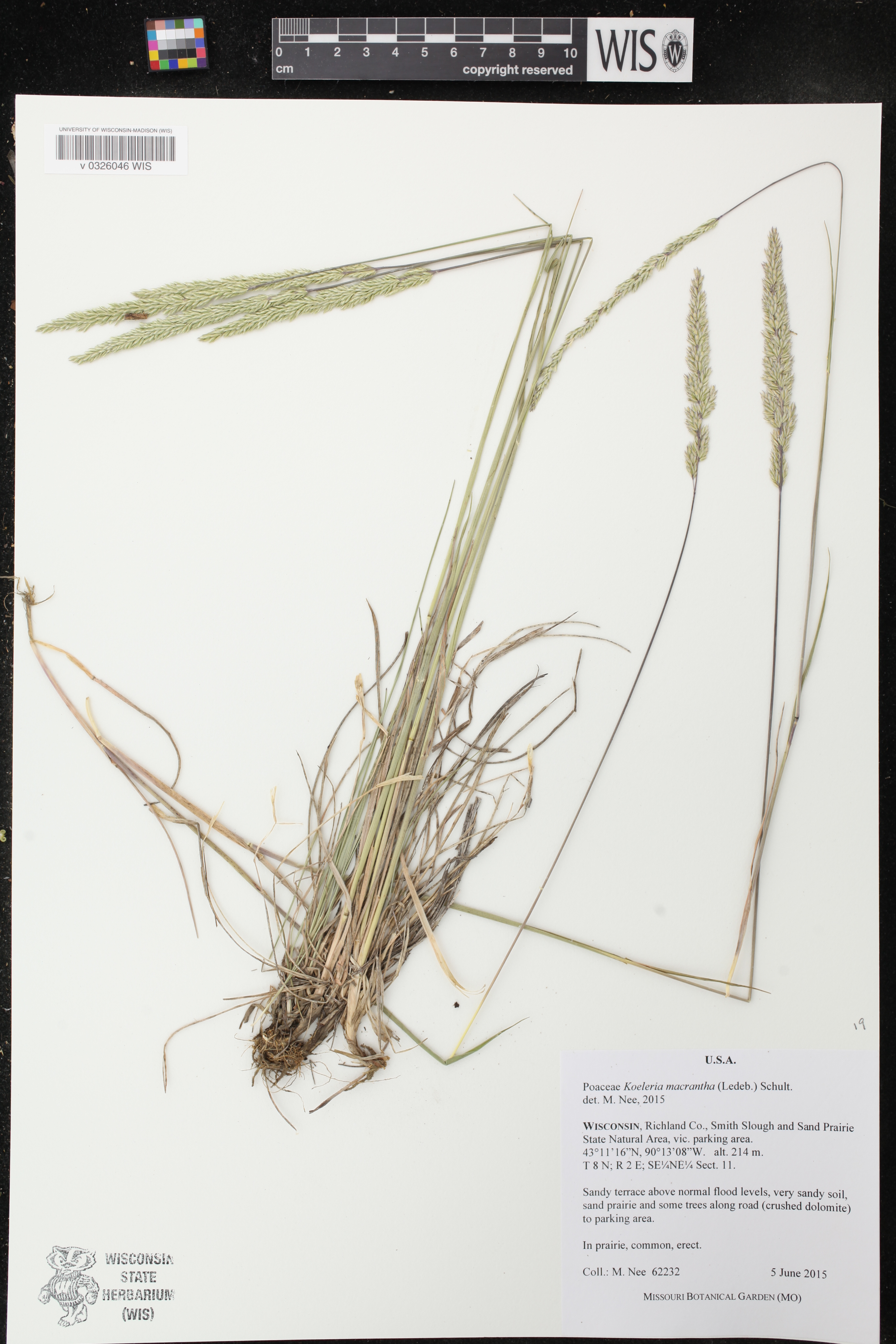 Koeleria macrantha image