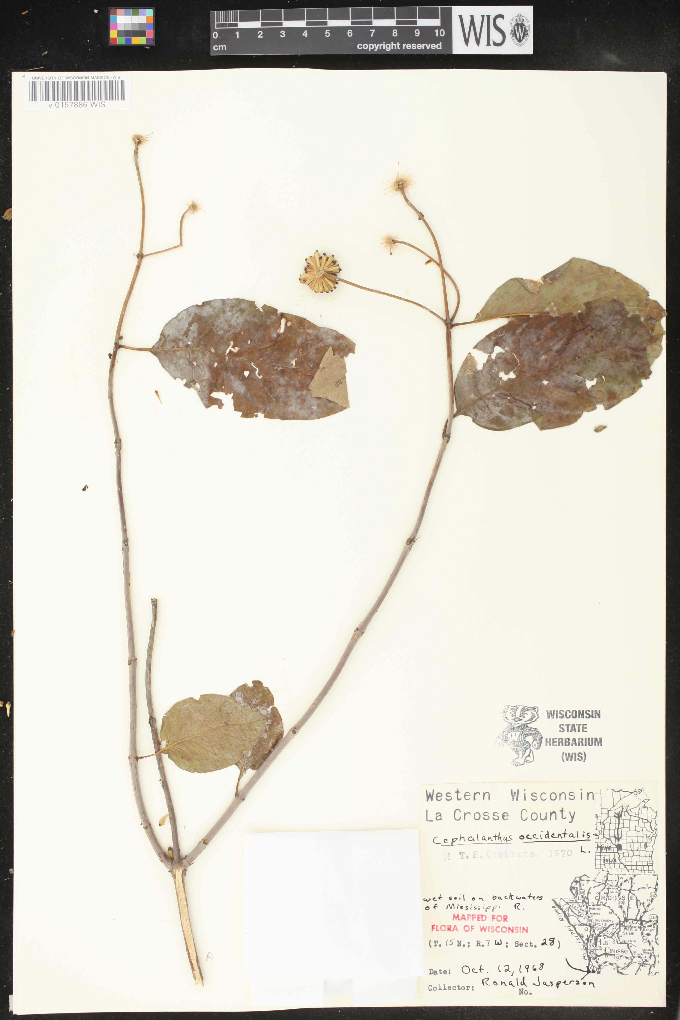 Cephalanthus occidentalis image