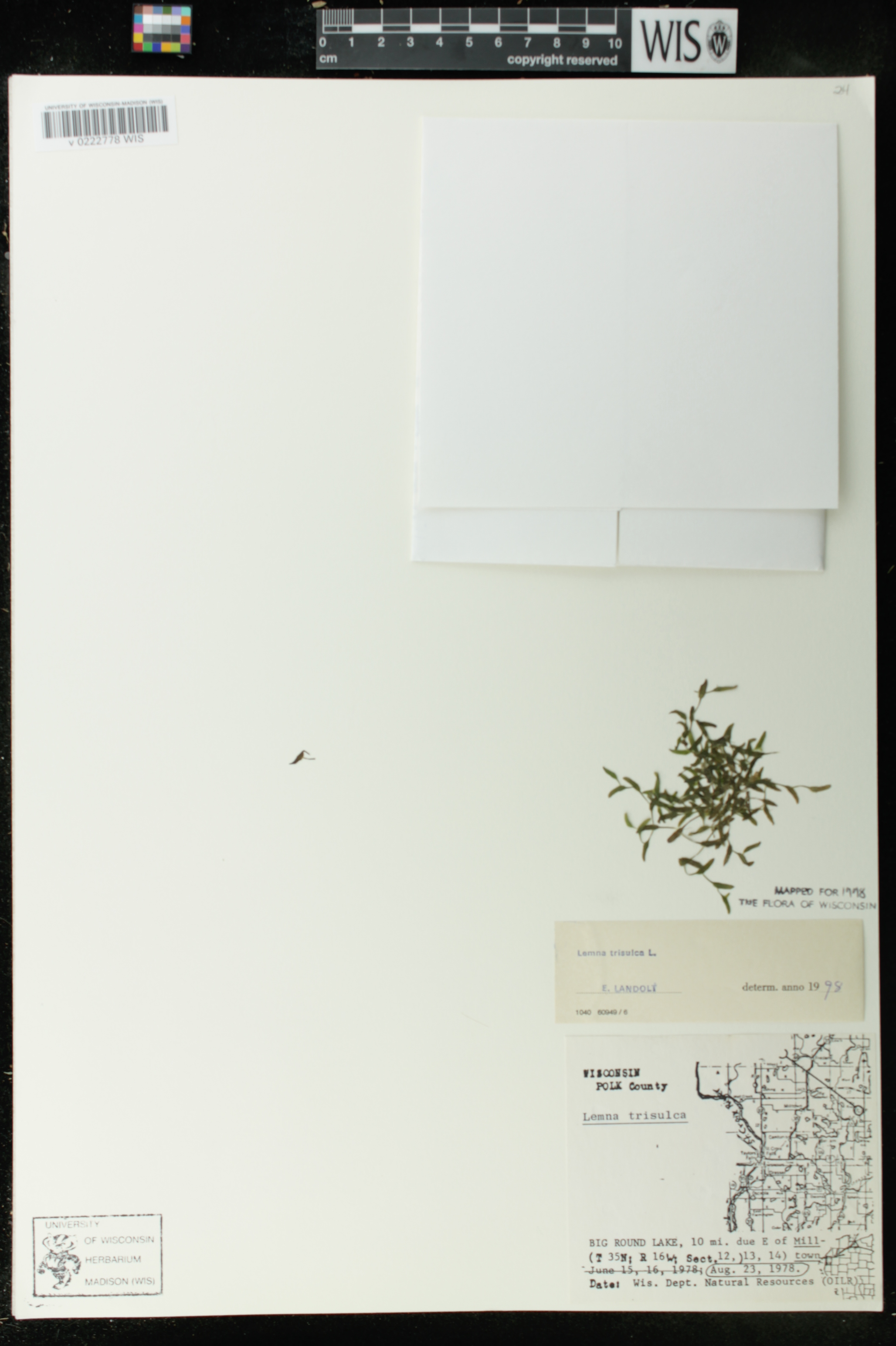 Lemna trisulca image