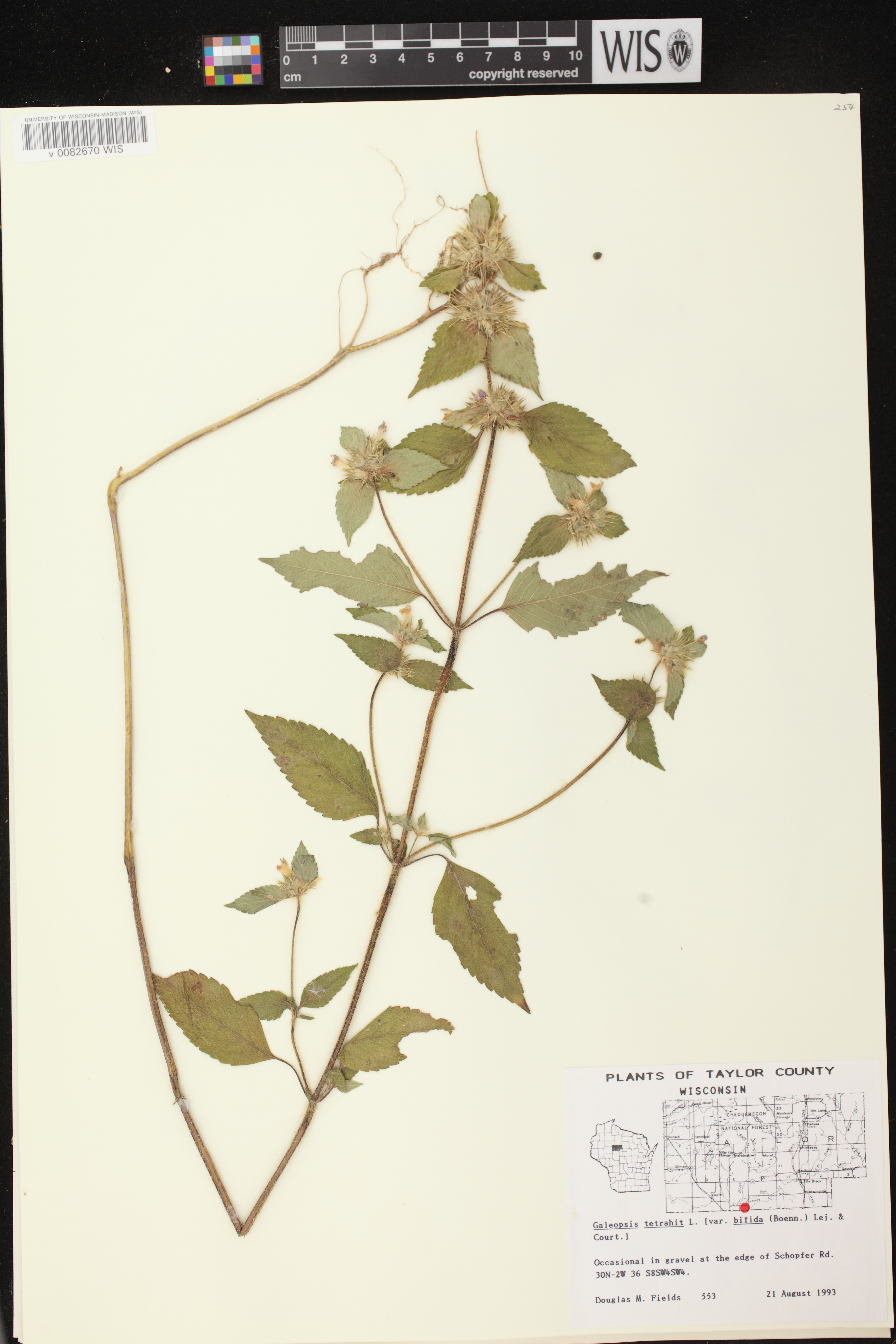 Galeopsis tetrahit image