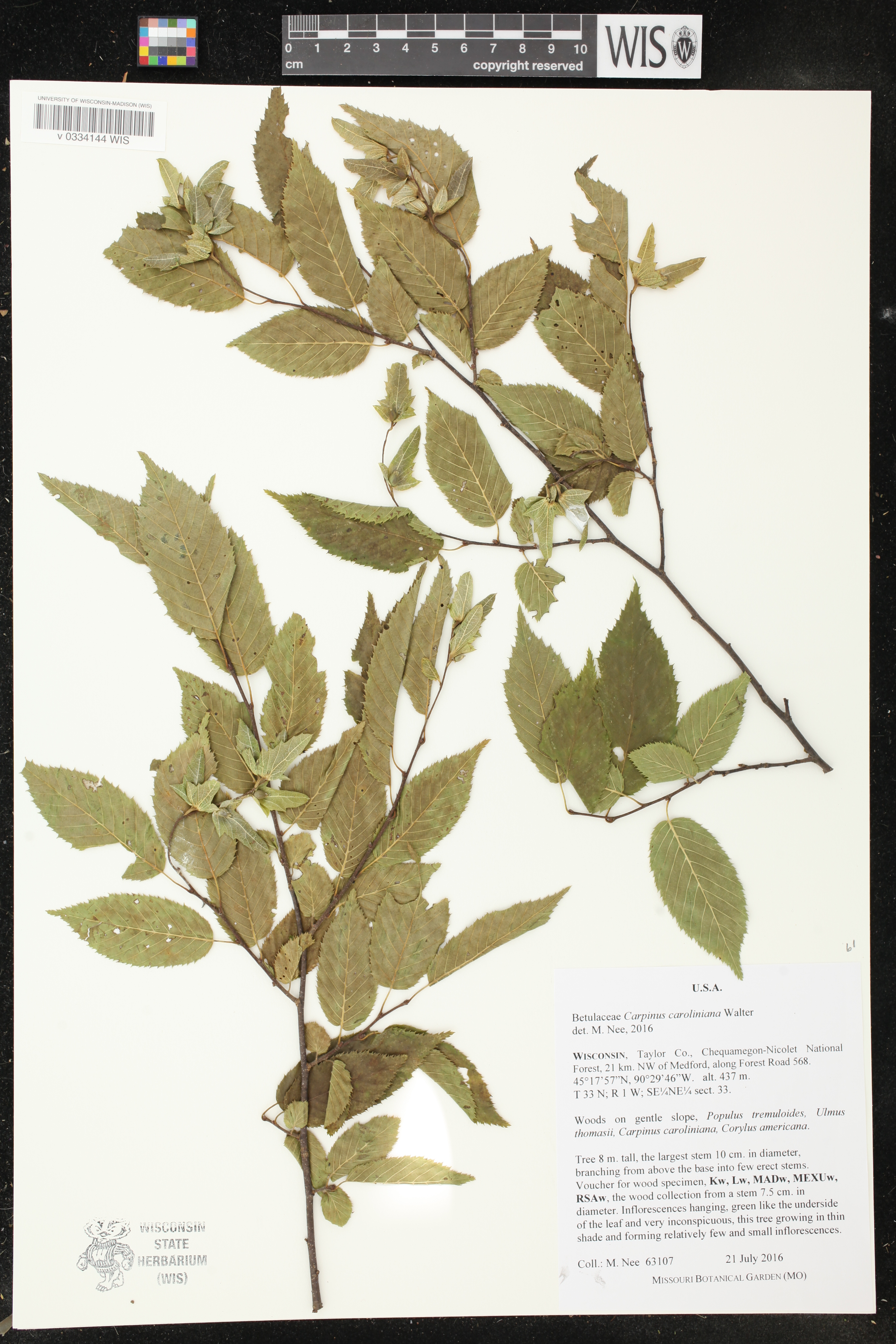Carpinus caroliniana image