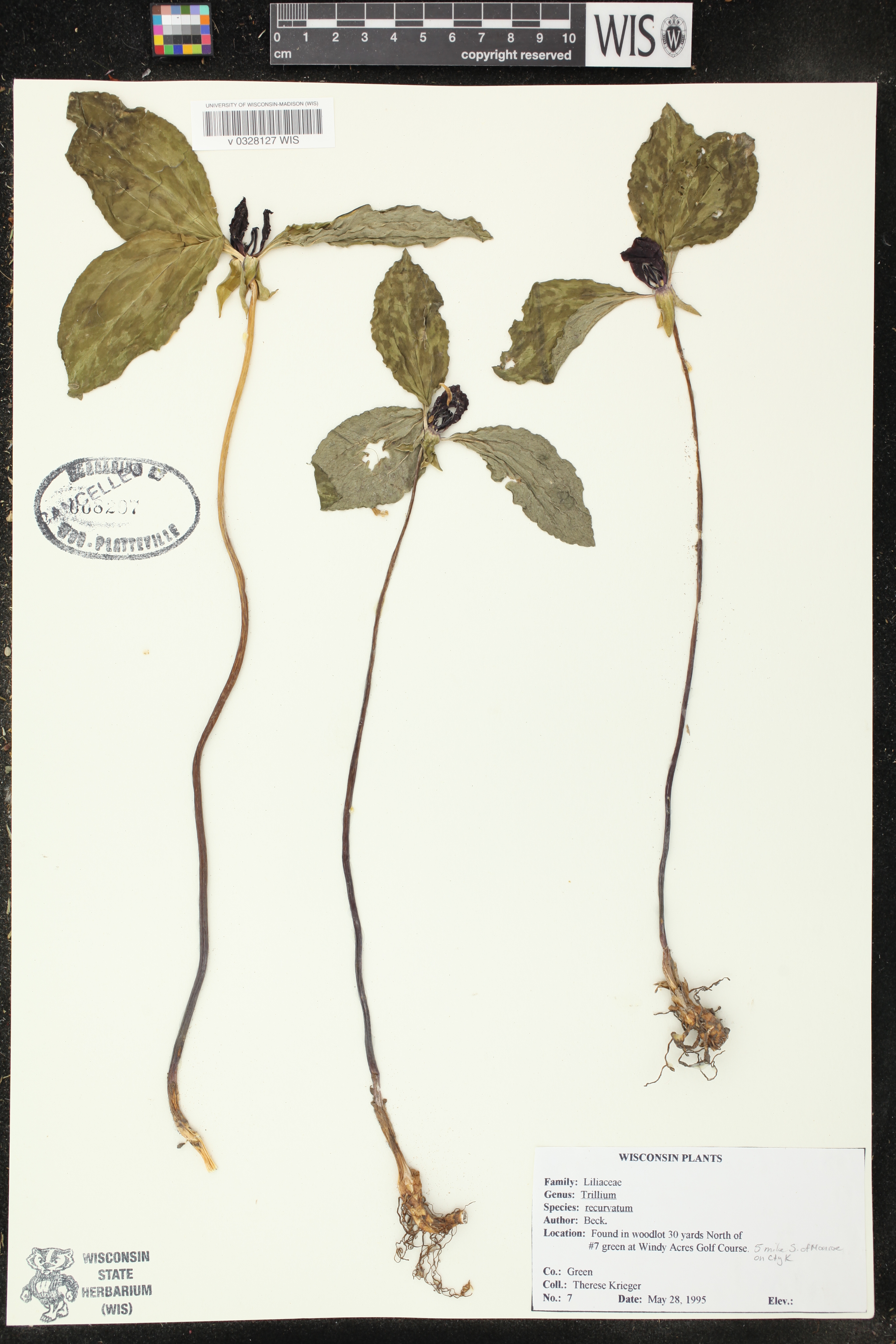 Trillium recurvatum image