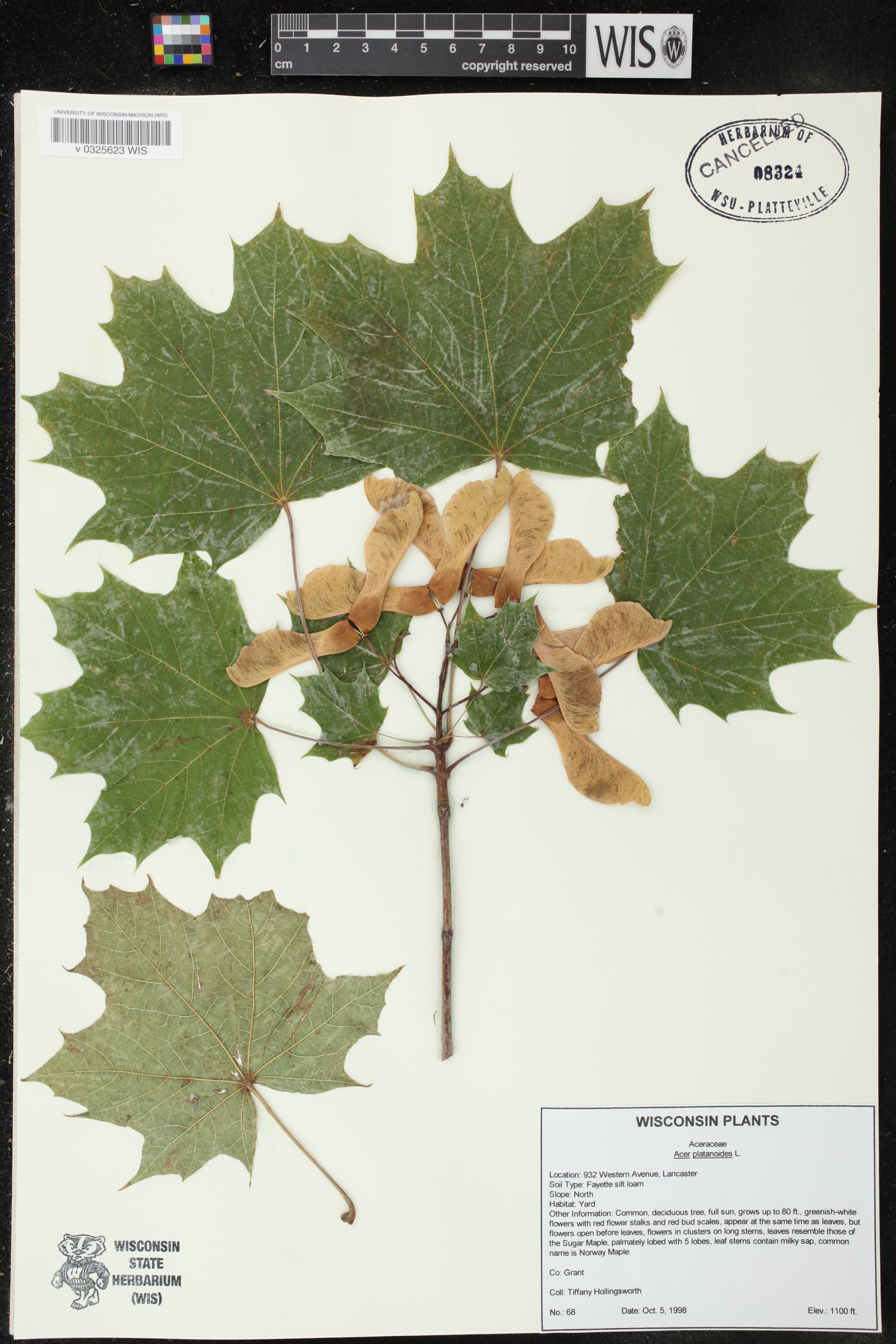 Acer platanoides image
