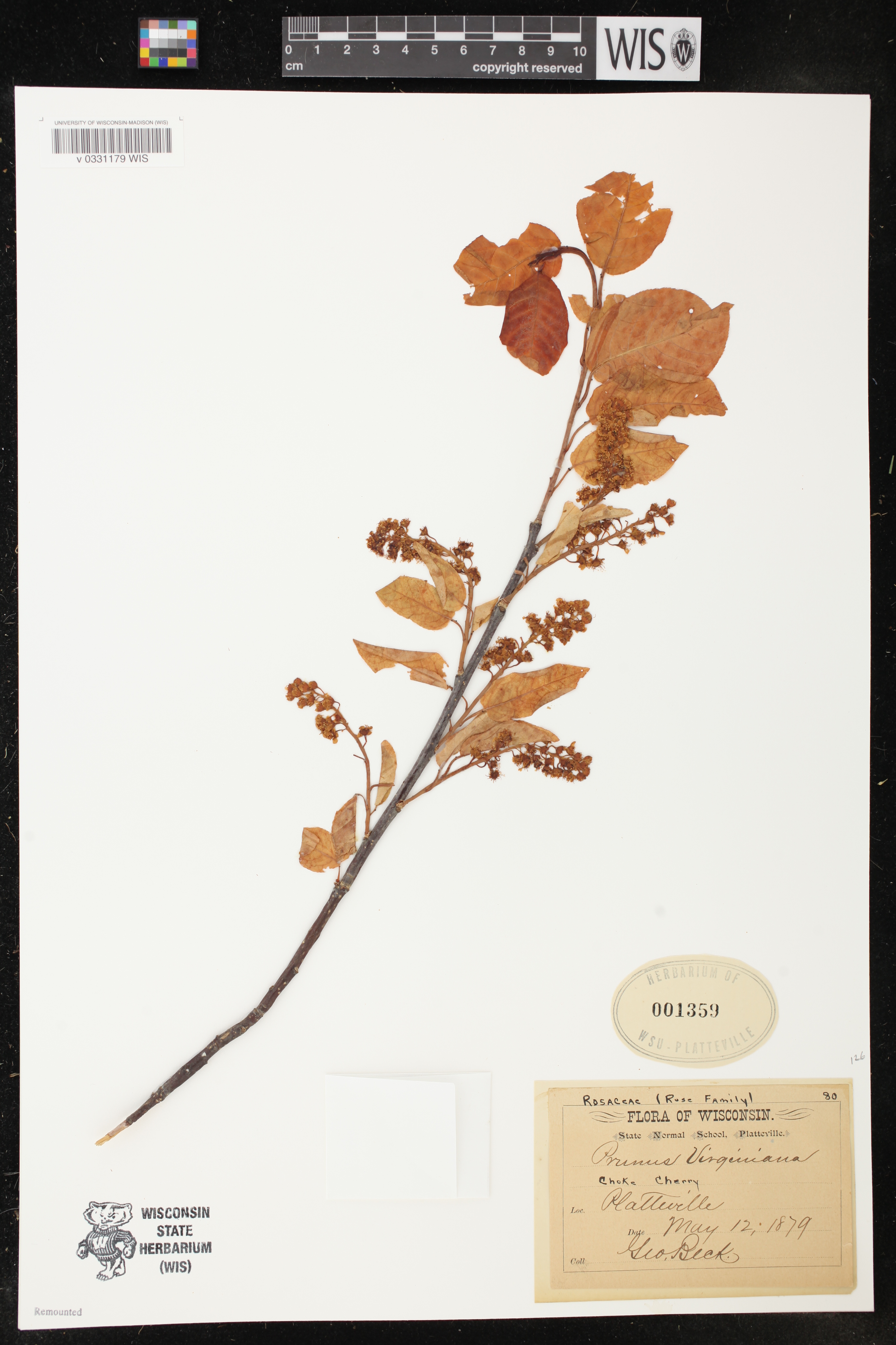 Prunus virginiana image
