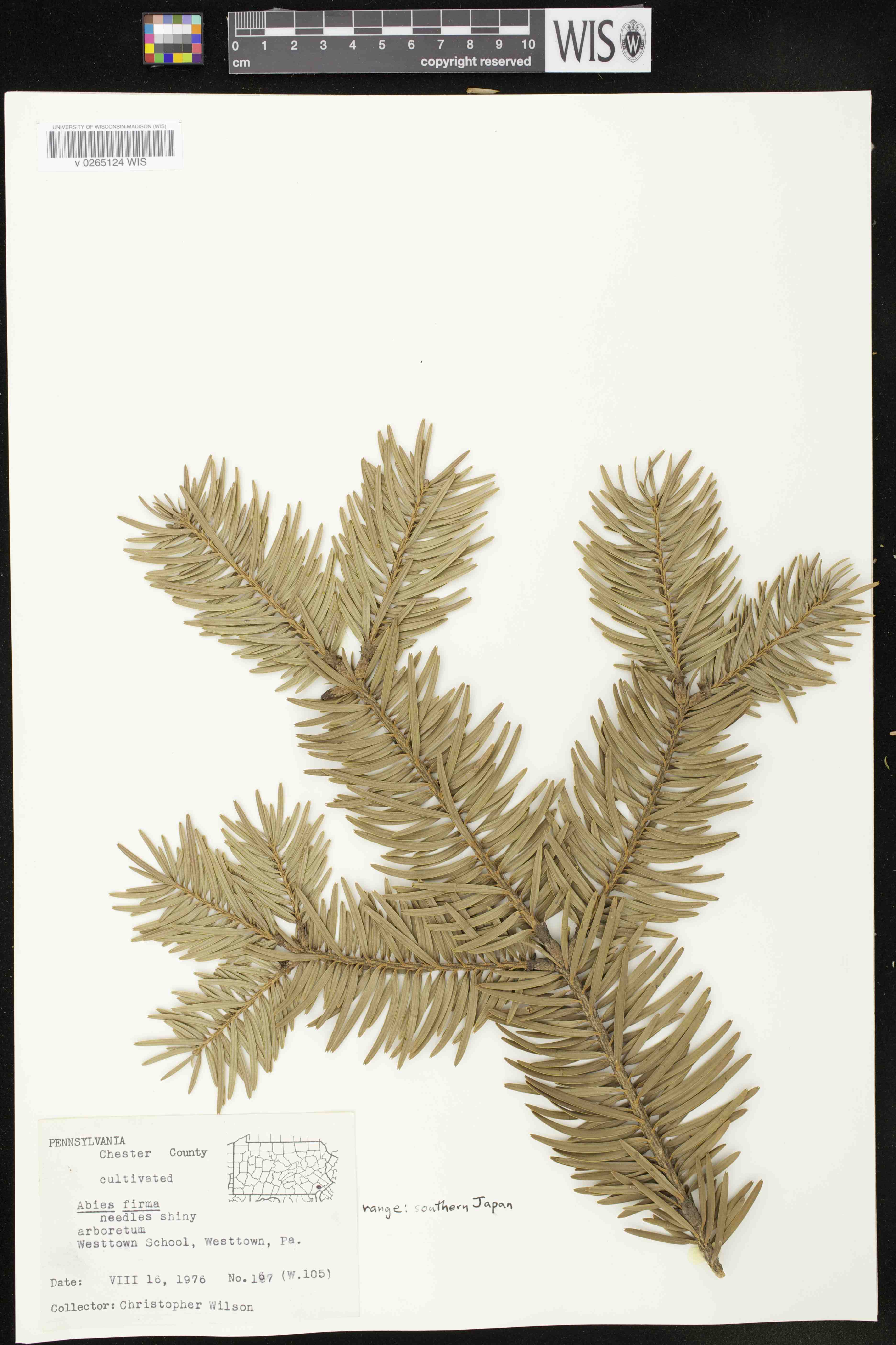 Abies firma image